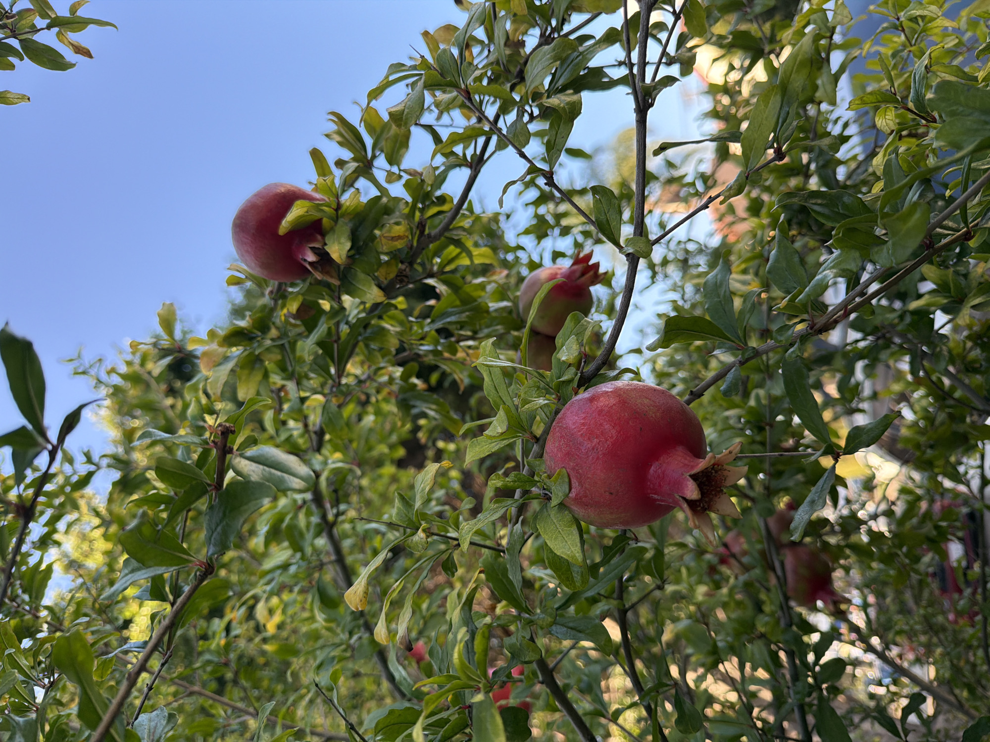 A low-angle medium shot captures a cluster of ripe pomegranates hanging from a tree branch, bathed in sunlight. The fruits are a vibrant red, with some showing hints of green and a distinct calyx at their base. The leaves of the tree are a lush green, some appearing slightly wilted. In the background, a clear blue sky is visible, with blurred foliage and hints of buildings suggesting an outdoor, possibly urban, setting. The overall impression is one of natural abundance and fruitfulness.