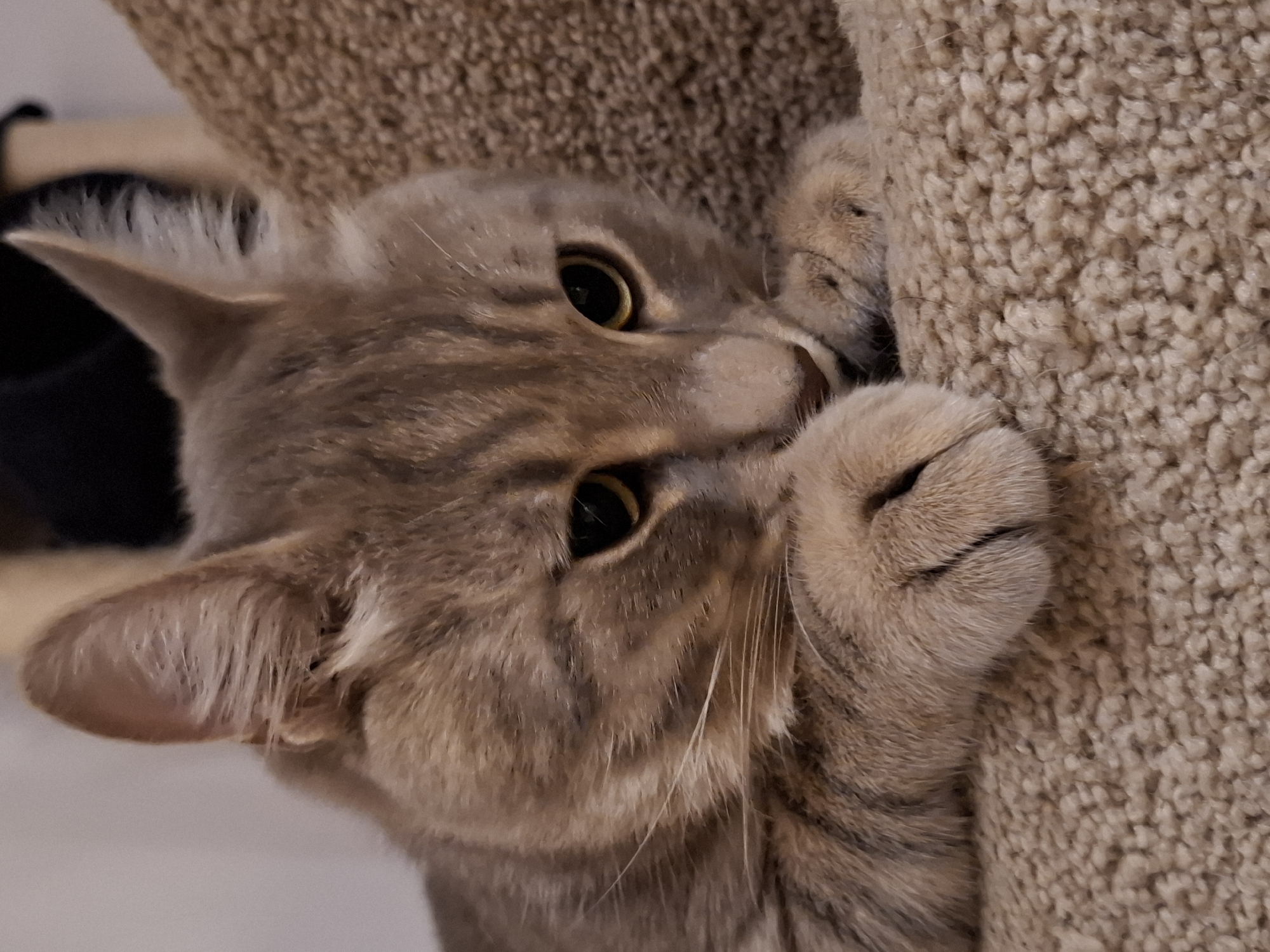 The image shows a close-up of a light brown tabby cat lying down on a textured, carpeted surface. The cat's head is resting on its paws, and its eyes are open, looking down and to the right. The cat has prominent whiskers and striped markings on its face and body. The background is blurred, with hints of dark shapes and lighter, indistinct surfaces, suggesting an indoor environment. There is no discernible location in the city of Zemun Urban Municipality, Serbia, or any people present in the image.