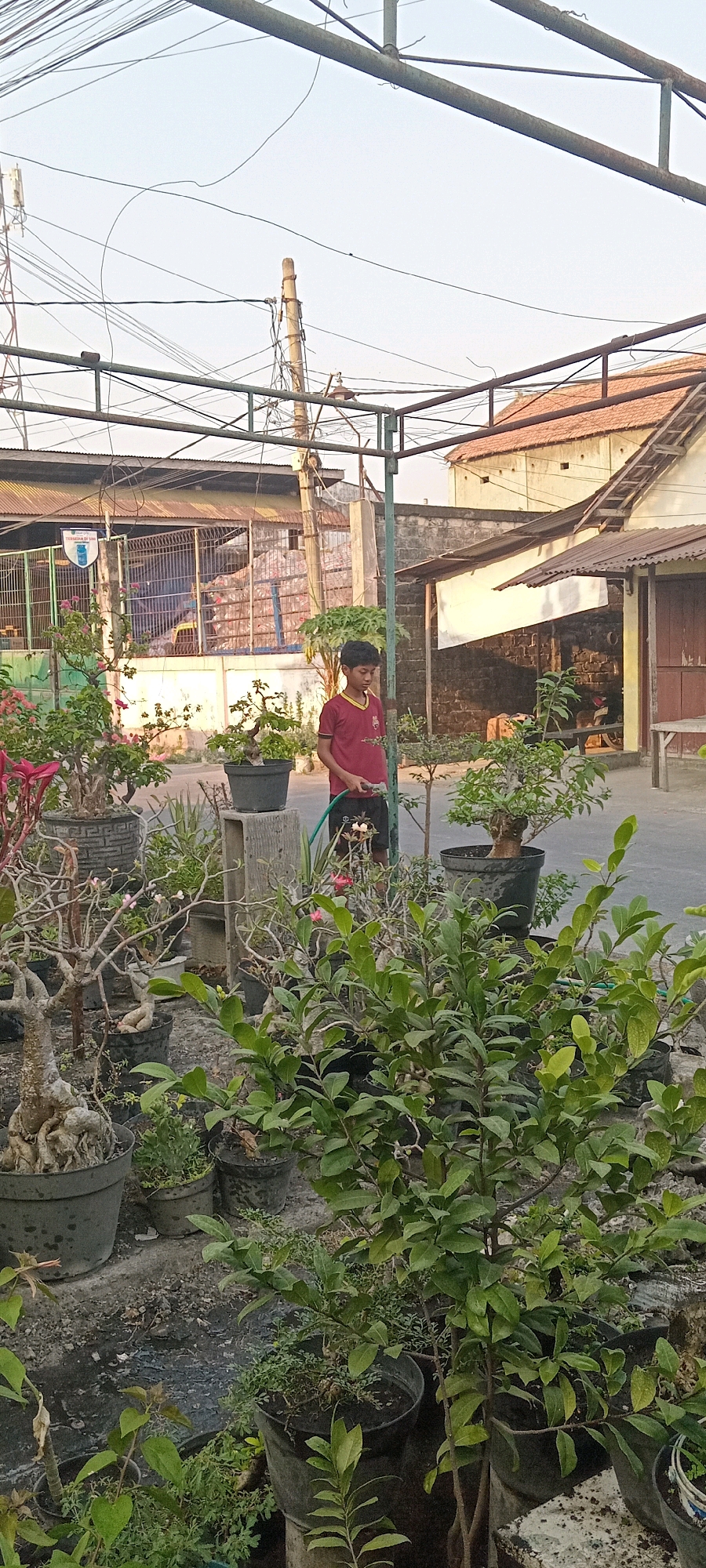 In Babat, Indonesia, a young boy in a red shirt and black shorts is watering plants with a green hose. He stands amidst a variety of potted plants, some of which appear to be bonsai. In the background, a building with a tiled roof and a white awning is visible, along with a metal fence and various utility poles and wires overhead. The scene is outdoors, possibly a nursery or a residential yard.