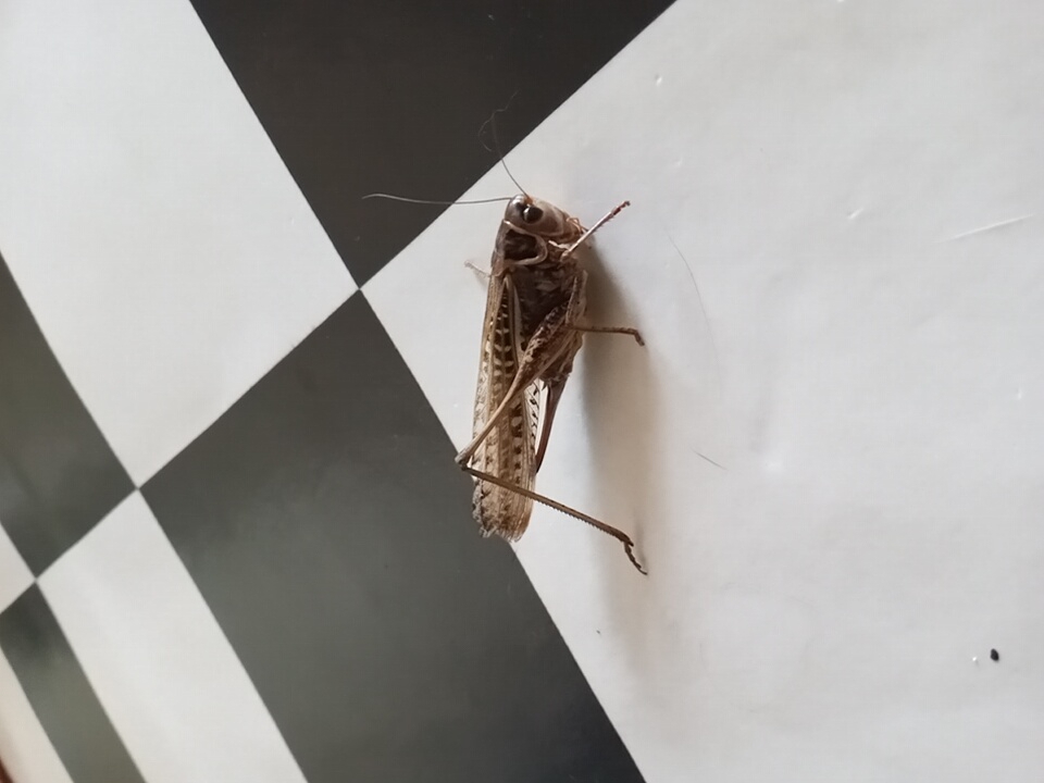 A grasshopper is resting on a checkerboard pattern. The insect is brown and appears to be alive, with its legs extended and antennae reaching forward. The checkerboard pattern is made of black and white squares, and it appears to be a tabletop or floor. The lighting is bright, casting a slight shadow from the grasshopper. The background is out of focus. The scene does not depict any elements that would specifically place it in the city of Angren, Uzbekistan.