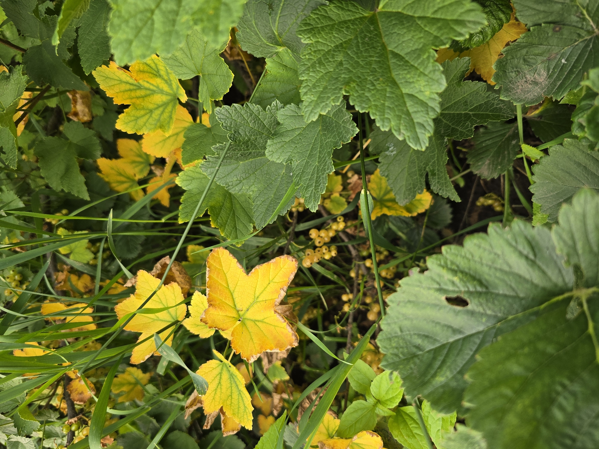 A close-up, overhead shot captures a dense cluster of green and yellow leaves, interspersed with thin blades of grass. Some of the leaves are a vibrant green, while others are transitioning to a bright yellow, suggesting an autumn setting. In the background, small clusters of pale yellow berries are visible. The scene appears to be outdoors, likely in a natural or garden environment. The specific location within Ермолаево, Russia cannot be determined from the image alone.