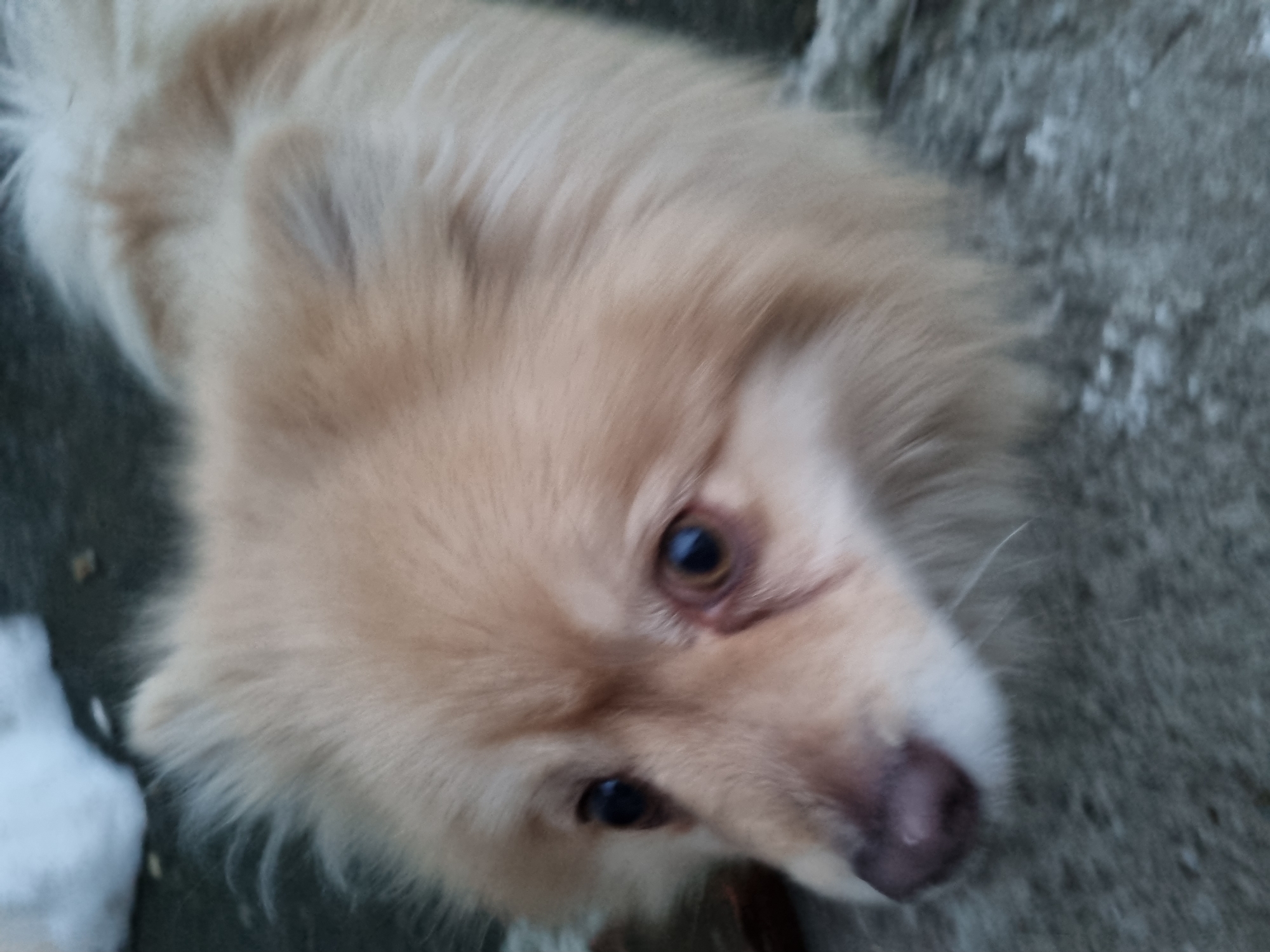 A close-up, slightly blurred image features a light-colored dog, possibly a Pomeranian mix, looking upwards at the camera. The dog has long, fluffy fur, small dark eyes, and a dark nose. The background appears to be a rough, gray surface, potentially concrete or asphalt. A small white object is visible at the lower left edge of the frame. There is no definitive evidence to confirm that this photo was taken in Chaikovsky, Russia.