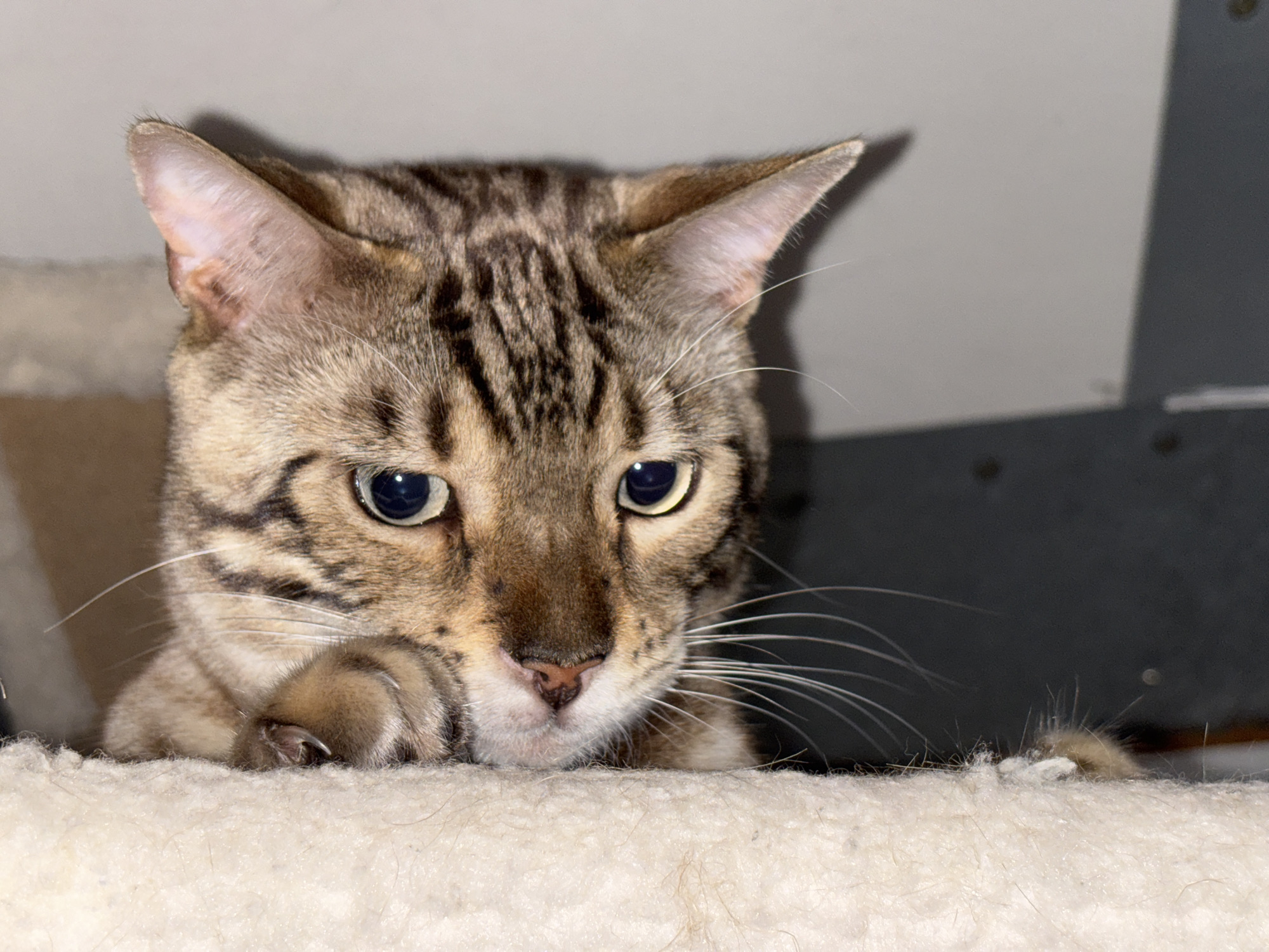 The image shows a close-up of a tabby cat's face. The cat is light brown with dark stripes. It has large, dark eyes and prominent white whiskers. Its ears are pointed and appear to be slightly translucent. The cat is resting its paws on a fluffy, cream-colored surface, possibly a cat bed or furniture. The background is out of focus, with a light beige wall on the left and a dark gray surface on the right, suggesting an indoor environment. There are no people or indications of a city location like Noviy, Russia.