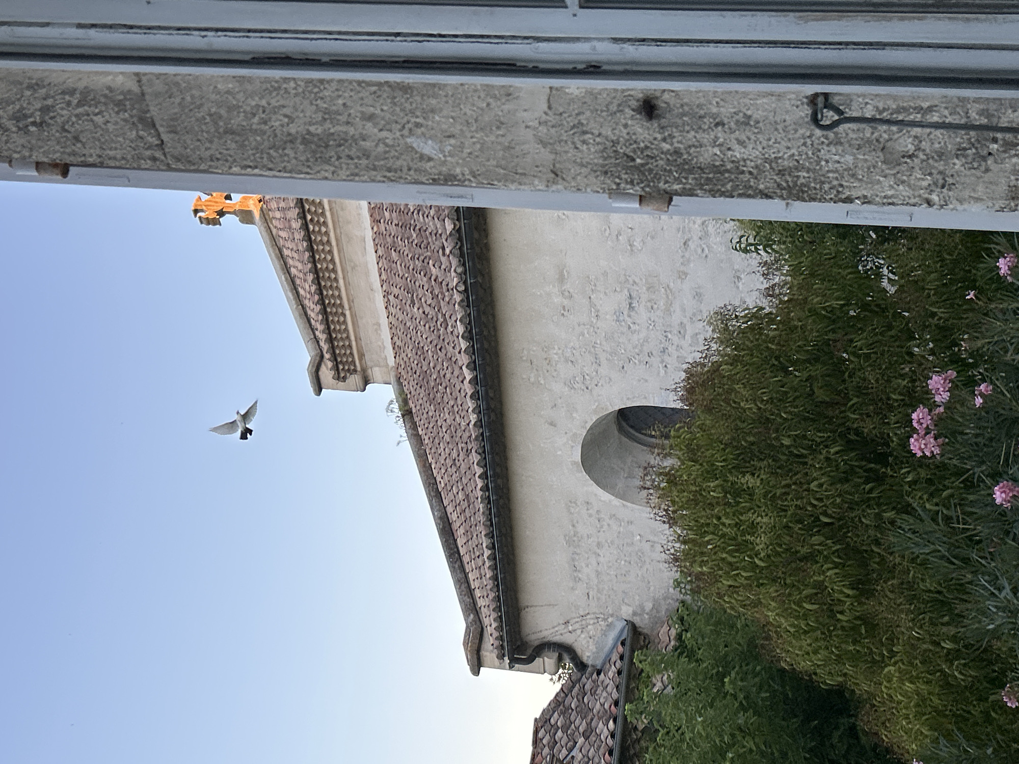The image shows a bird in flight against a clear blue sky. In the background, a building with a terracotta tiled roof and a stone facade is visible. A cross with an orange glow is perched on the roof. Lush green foliage and pink flowers are in the foreground. The scene appears to be outdoors, possibly in a town or village setting, given the architectural style of the building. The lighting suggests it might be either early morning or late afternoon.