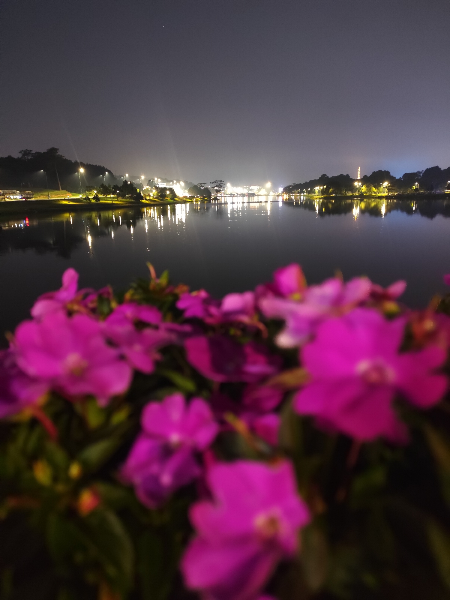 The image captures a serene nighttime scene over a body of water, likely a lake, in Da Lat, Vietnam. The foreground is dominated by a cluster of vibrant pink and magenta flowers, which are heavily blurred, creating a soft, out-of-focus bokeh effect that draws the eye towards the background.
The mid-ground features the calm, dark surface of the lake, which perfectly mirrors the numerous artificial lights from the distant shoreline. These reflections shimmer brightly on the water, creating elongated streaks of light.
The background reveals the opposite shore of the lake, illuminated by a line of streetlights and various building lights. Lush trees and foliage line the shore, interspersed with these light sources. On the right side, a distinctive, brightly lit tower or spire-like structure can be seen, possibly a local landmark. The sky above is dark, indicating the deep night, with a slight haze visible around the more intense lights.
The scene conveys a peaceful and picturesque ambiance, typical of an urban lake at night. There are no people visible, and no specific activity is taking place. The weather appears clear, allowing for distinct reflections. No discernible text is present in the image.