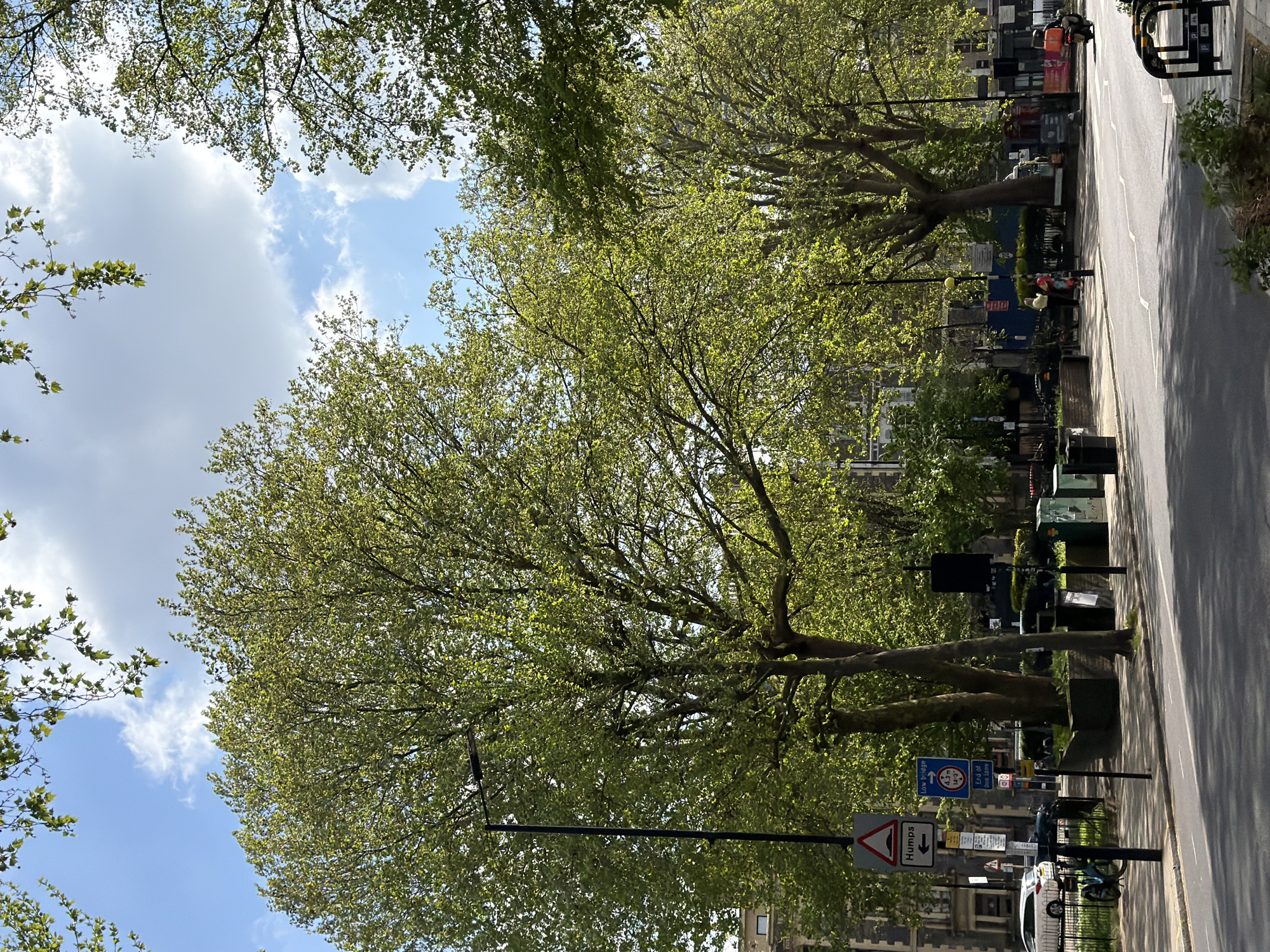 The image displays an urban street scene on a bright, sunny day, captured with a 90-degree clockwise rotation. The dominant features are numerous deciduous trees with lush, vibrant green foliage, indicating springtime or early summer. The tree canopy occupies most of the frame, with patches of clear blue sky and scattered white clouds visible through the leaves, especially in the upper left and central areas.
Along the right side of the image (which represents the street level if oriented correctly), an asphalt road with white lane markings extends into the distance. Adjacent to the road is a pavement lined with various street furniture. This includes several public bins in shades of green, black, and blue, as well as lampposts and bike racks. A white car is parked near a bike rack, which has a bicycle attached. Further along the pavement, a figure can be seen seated on a bench, and a motor scooter or motorbike is visible down the road. Buildings with urban architecture are discernible in the background, behind the trees and street-level elements.
Several traffic signs are clearly visible:
- A triangular warning sign with a red border, depicting a humps symbol, with the word "Humps" written below it.
- A blue rectangular informational sign indicating "Low Bridge" with a left-pointing arrow.
- Another blue rectangular sign specifies a height restriction of "4.3m 14'-0''".
- A third blue rectangular sign states "End of Bus Lane".
The scene portrays a lively but calm urban environment in London, United Kingdom, characterized by abundant greenery and pleasant weather.