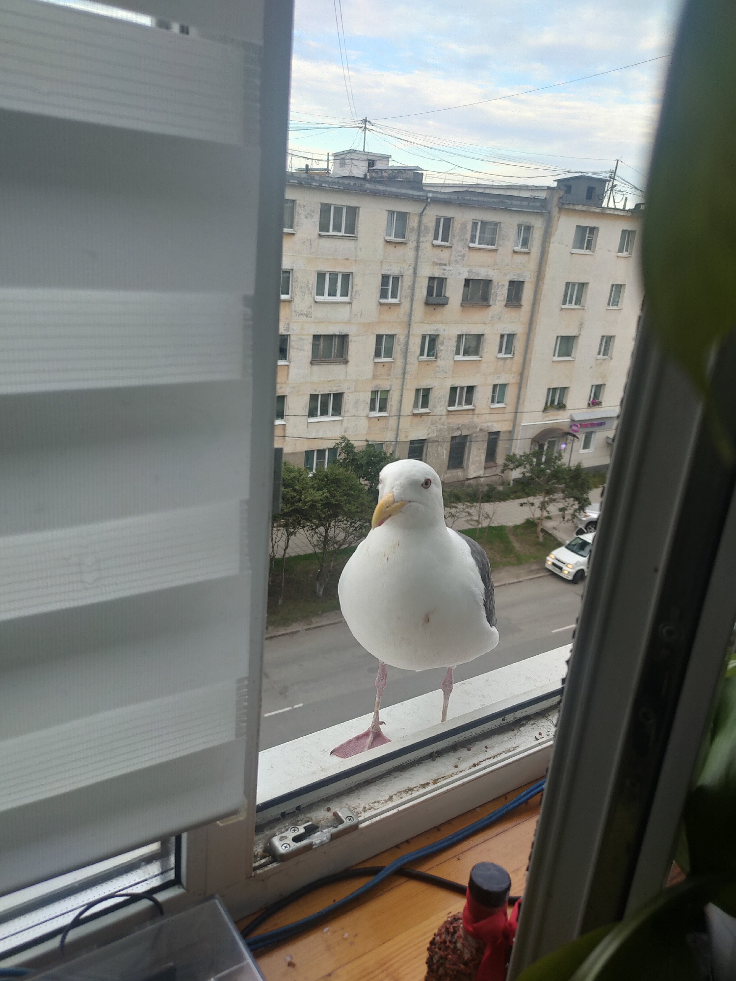 A seagull is perched on a windowsill, looking out at a street scene in Magadan, Russia. The building across the street appears to be an apartment complex with multiple windows and balconies. A white car is parked on the side of the street. The sky is overcast. The windowsill is dirty and there are some wires and a small object with a red ribbon on the wooden surface below it. The blinds on the left side of the image are partially drawn.