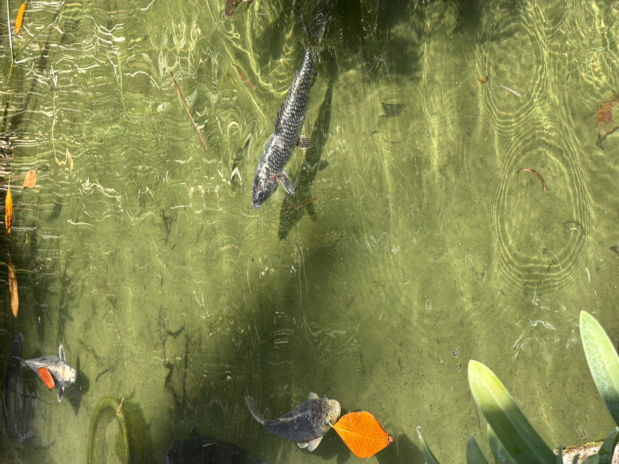 The image depicts a pond in Bunyola, Spain. The water is murky green with visible sunlight reflections and ripple patterns. Several koi fish swim in the pond. One koi, positioned near the center of the frame, has a silver and black speckled pattern. Another koi is in the lower center, holding an orange leaf in its mouth. A third koi, silver with orange markings, is near the lower left corner. Additional leaves and debris are scattered across the pond's surface. The edge of the pond, with green foliage, is visible in the lower right corner.