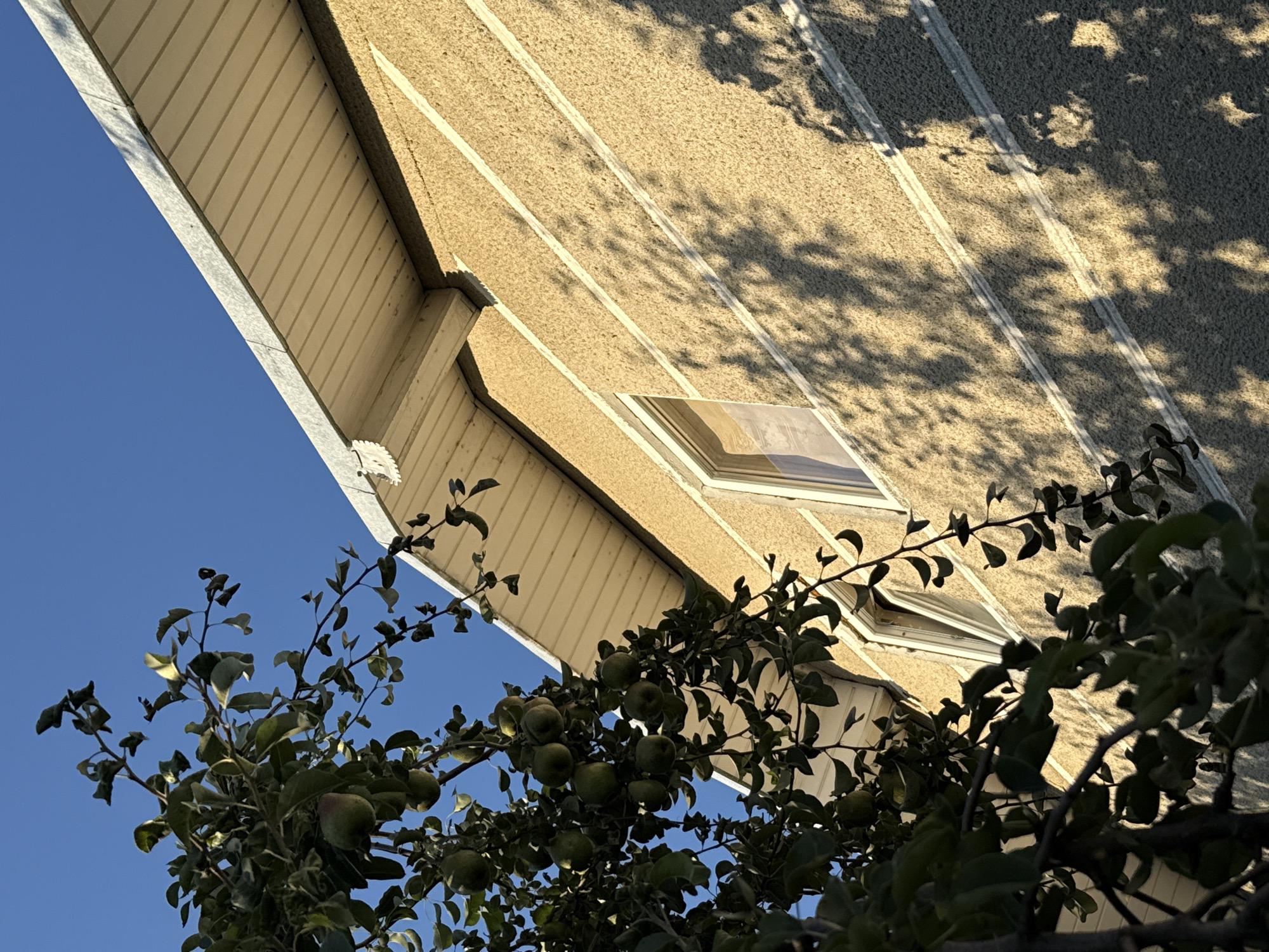 In the city of Unknown, Unknown, a low-angle outdoor shot captures a tree laden with green fruit in the foreground, its branches extending towards the right side of the frame. The tree's foliage obscures a portion of a building's exterior wall, which is textured and beige with two horizontal white decorative bands. Above the wall, a white soffit and fascia board are visible, topped by a light-colored metal roof edge. The sky above is a clear, bright blue. Sunlight casts dappled shadows of the tree's leaves and branches onto the building's wall, highlighting the textured surface. Two windows are visible on the building, one slightly larger than the other, with the interiors reflecting the sky and surrounding light. The scene is static, with no people or discernible actions taking place.