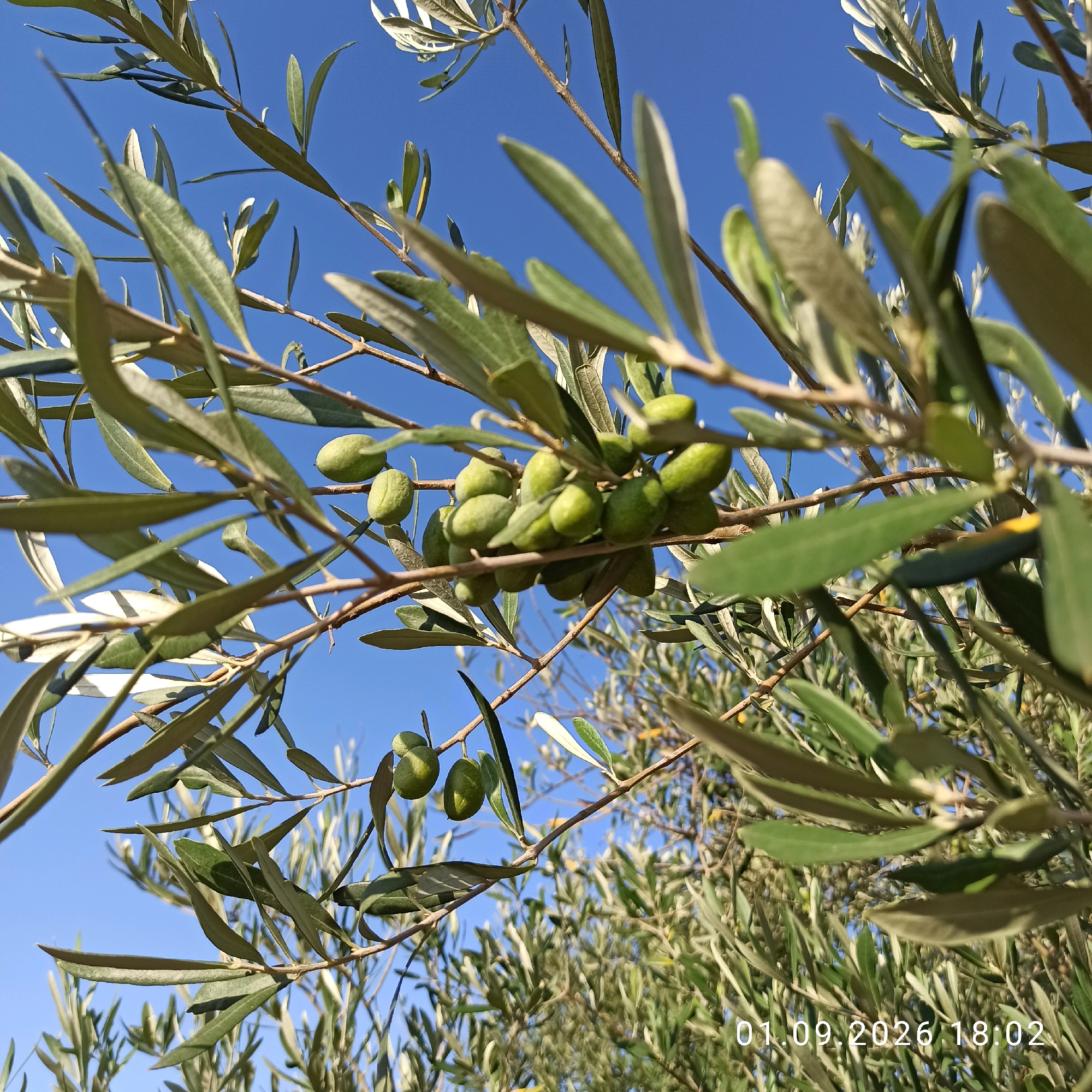 The image shows an olive branch with several green olives against a clear blue sky. The branch is in the foreground, with other olive branches and foliage blurred in the background. The lighting suggests it is daytime. A date and time stamp, "01.09.2026 18:02", is visible in the lower right corner of the image. The location is identified as Bitonto, Italy.