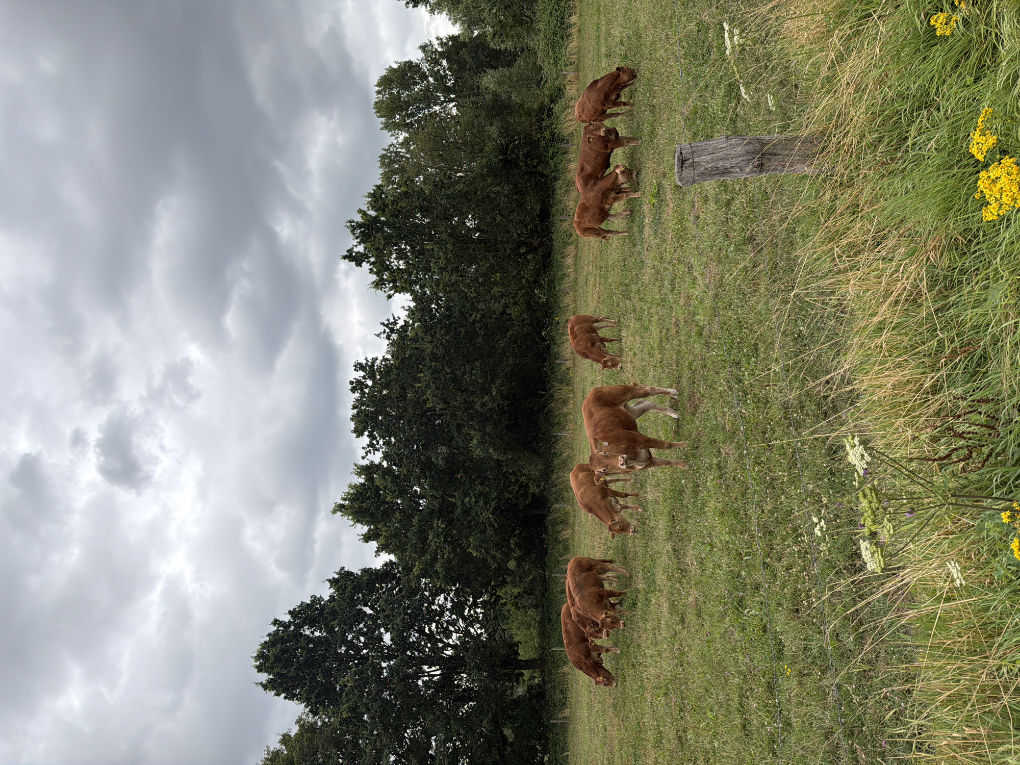 A herd of brown cattle grazes in a grassy field with a line of trees in the background under a cloudy sky. One cow in the foreground faces the camera. A wooden fence post is visible in the lower right corner.