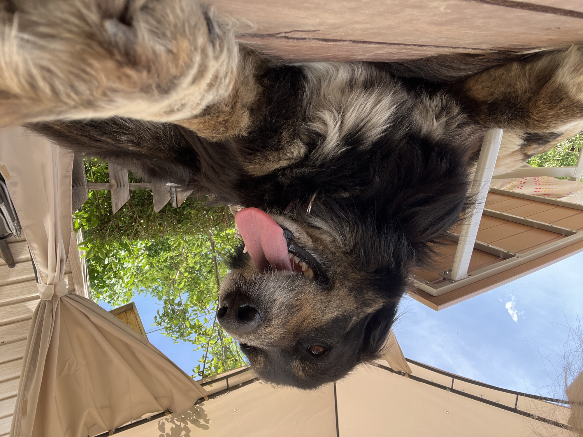 A close-up, low-angle view of a medium-sized dog with a black and brown coat and a long, pink tongue sticking out is upside down, likely taken from the dog's perspective under a patio or deck-like structure. The background shows glimpses of a bright blue sky with scattered clouds, green trees, and the tan-colored fabric of the patio covering. The image's composition suggests it was taken outdoors, possibly in a backyard. Without further information, a specific location within the city of Gorno Kamartsi, Bulgaria, cannot be determined.