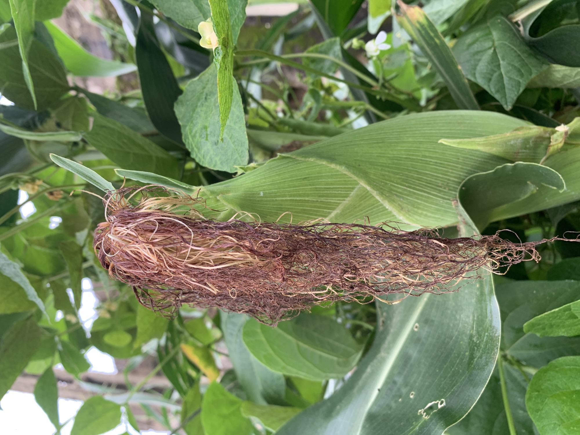A close-up, medium-angle shot captures a corn cob with its silk still attached, growing amidst lush green foliage. The corn cob is encased in its characteristic green husk, which is partially opened, revealing the texture of the silk. The silk itself is a prominent feature, a cascade of reddish-brown strands that hang loosely from the top of the cob. The surrounding leaves are a vibrant green, suggesting a healthy and thriving plant. In the background, other green leaves and vines are visible, creating a sense of depth and the natural environment. The lighting is soft, indicating an overcast or diffused light condition, which highlights the textures and colors of the plants without harsh shadows. There are no people or animals present in the frame. The scene appears to be in an outdoor garden setting, likely a farm or a backyard with cultivated plants, possibly in the city of Rafin Par, Nigeria, given the context provided.