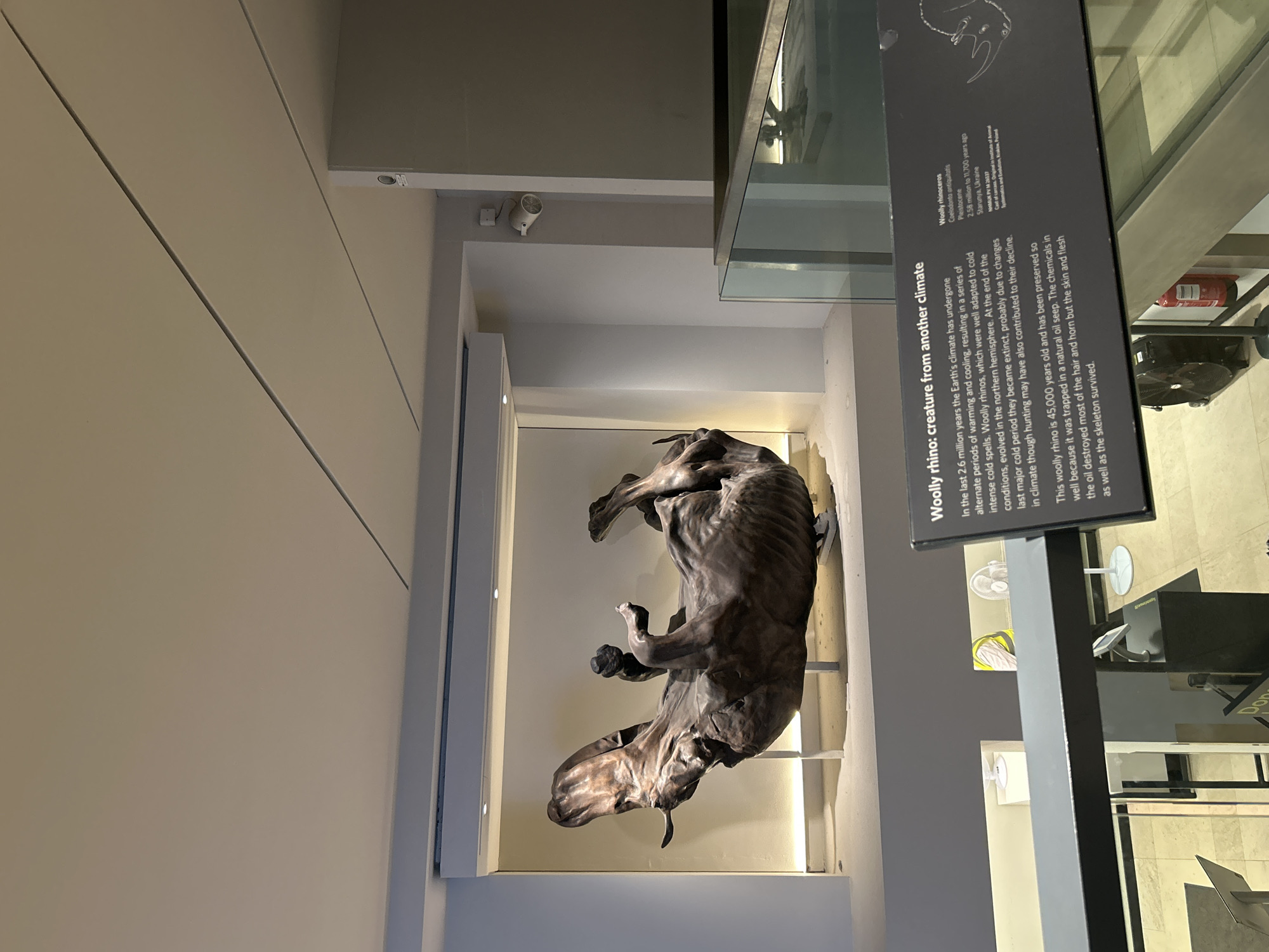 The image shows a display of a Woolly Rhino at what appears to be a museum in London, United Kingdom. The rhino is displayed lying on its back, with its legs in the air, and it is a dark brown color. In the foreground, there is a black plaque with text describing the Woolly Rhino, its age, and its extinction. The plaque also includes information about its scientific name, the geological period it lived in, its location of discovery, and its catalog number. The display is illuminated by spotlights from above, creating a dramatic effect. There is a glass barrier in front of the display, suggesting a museum setting. In the background, there are fans and ventilation systems visible, along with a white pillar and a security camera. The overall environment is well-lit and organized, typical of a museum exhibit.