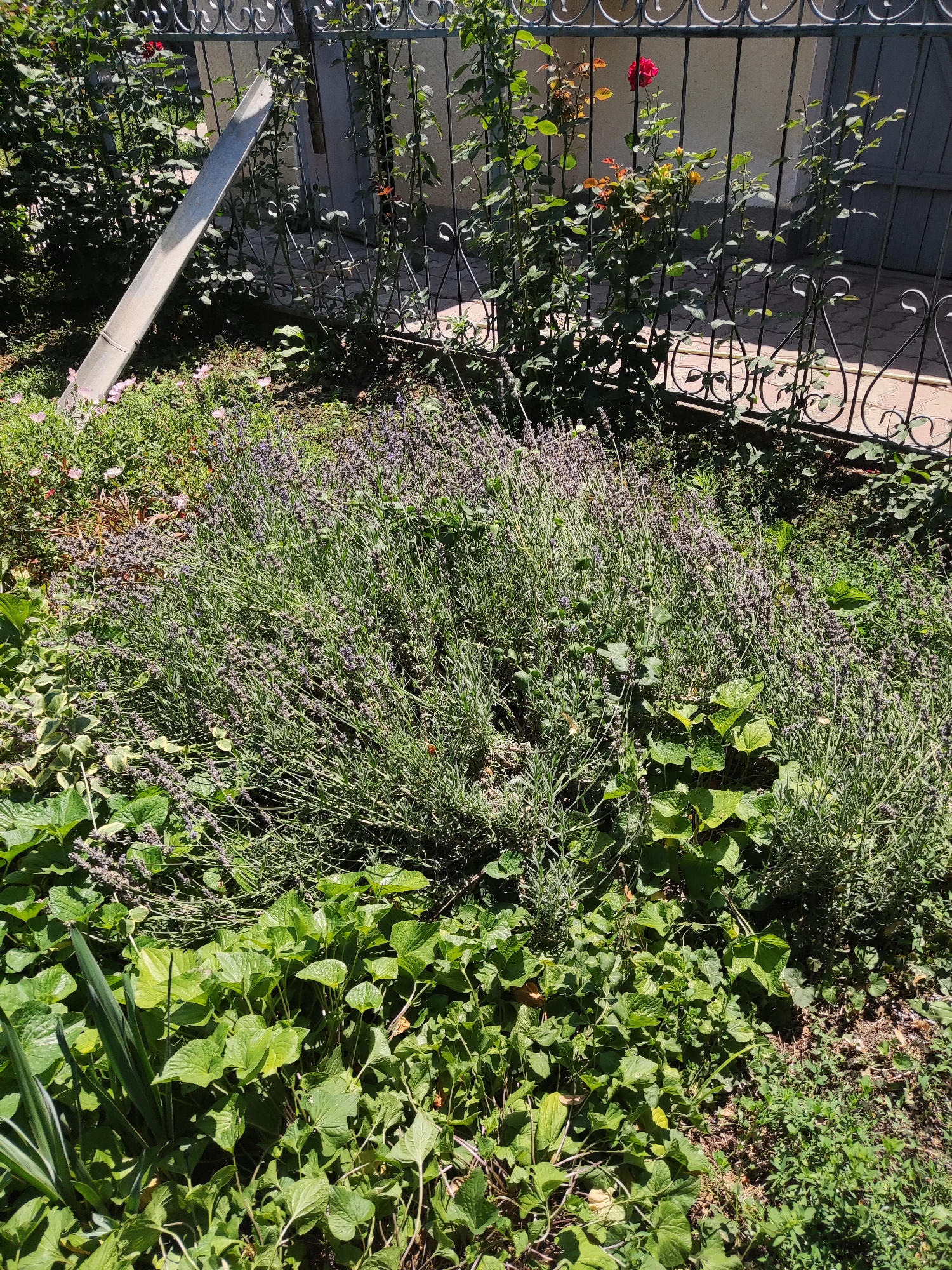 In Shymkent, Kazakhstan, a lush garden bed is visible, dominated by a large, blooming lavender bush in the foreground. The lavender's purple flowers are densely packed on slender stems, creating a textured, vibrant display. Surrounding the lavender is a variety of green foliage, including broad-leafed plants and some delicate, smaller-leafed ground cover. To the left and slightly behind the lavender, a silvery metal downspout extends diagonally across the scene, leaning against a black wrought-iron fence. Beyond the fence, rose bushes with red and yellow blooms are interspersed with green leaves. The ground is a mix of soil and small stones. A light-colored wall and a dark gate are partially visible behind the fence and roses, suggesting a property boundary. The lighting indicates it is daytime, with sunlight casting shadows and illuminating the plants.