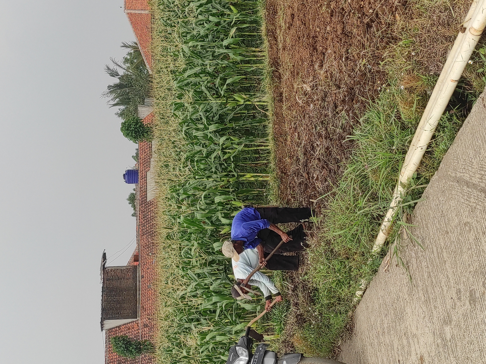 Two men are working in a field with a corn crop behind them. The man on the left wears a light blue long-sleeved shirt and a hat, and is using a hoe to cultivate the soil. The man on the right wears a blue long-sleeved shirt and a cap, and is also using a hoe to work the soil. A motorcycle is partially visible on the left side of the image. In the background, there are houses with red tile roofs and a blue water tank. The sky is overcast. The scene appears to be in a rural or semi-rural area of Sumedang, Indonesia.