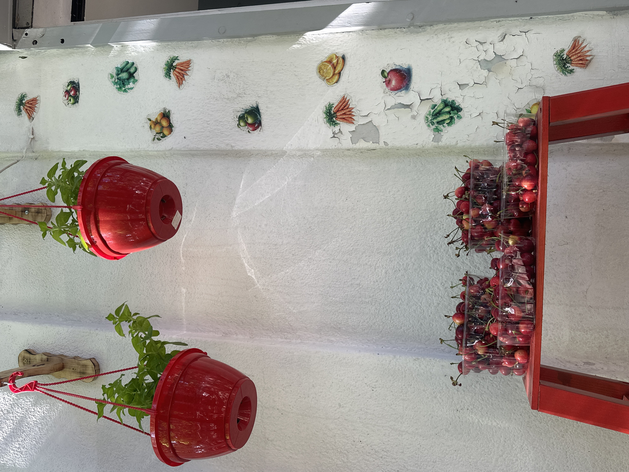 The image displays a brightly lit outdoor or semi-outdoor scene, featuring a textured white wall adorned with fruit and vegetable decals and various objects. The wall shows signs of wear, with noticeable peeling paint in several areas.
Attached to the wall are decorative cutouts or stickers of produce including carrots, cucumbers, green and red apples, and sliced citrus fruits like lemons or oranges, scattered across the upper section of the wall.
Towards the left side of the frame, two vibrant red plastic planters are suspended from rustic wooden brackets by braided red ropes. Each planter contains healthy green leafy plants, possibly herbs. On the lower of the two planters, a small white sticker with illegible text is visible on its underside.
To the right, a red wooden shelf or display unit holds multiple clear plastic containers, each brimming with fresh, ripe red cherries. These containers are stacked, showcasing the abundance of fruit. Above this display, a gray metal beam or ledge runs horizontally along the top of the wall.
The lighting suggests daytime, possibly sunny, with subtle shadows and highlights enhancing the textures on the wall and objects. No people are visible, and no specific activity is taking place beyond the static display. The overall impression is one of a rustic market stall or a decorated outdoor space emphasizing fresh produce and plants.