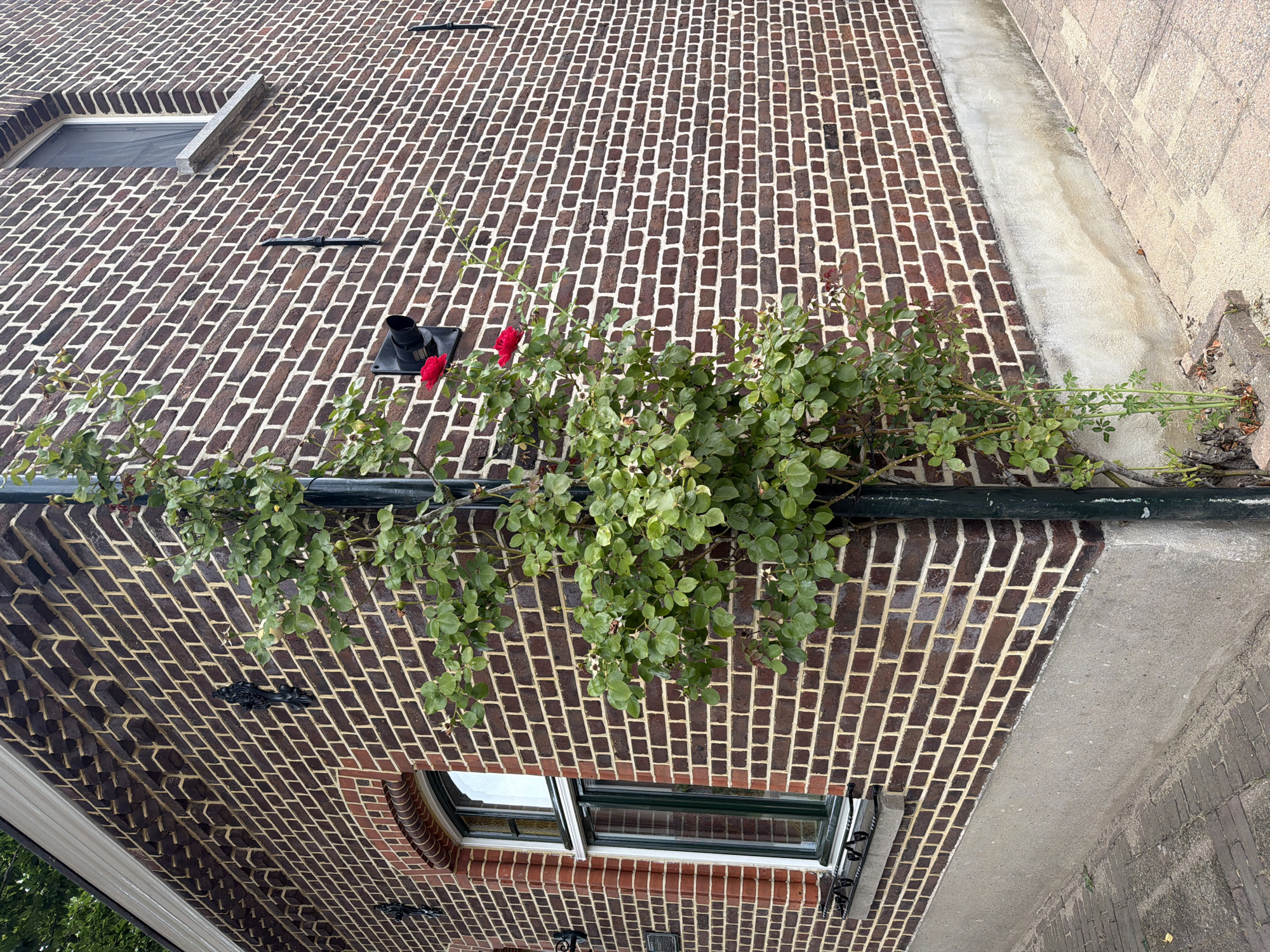 An exterior shot captures the corner of a brick building in Melick, Netherlands. The building features dark red brickwork with light tan mortar. On the left side of the image, a tall arched window with white trim and dark green sashes is visible. To the right of this window, a vertical downspout is attached to the wall, and a climbing rose plant with green leaves and two red blooms is growing up it. Further to the right, a black device with a circular opening is mounted on the brick wall, and another red rose is blooming nearby. A small grey section is visible at the base of the building, with a paved walkway in the foreground. The sky is overcast, and trees are visible at the top left of the image.
