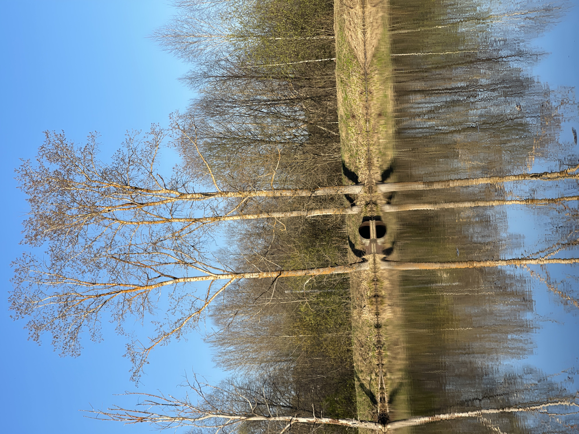 The image shows a body of water reflecting trees and sky. The trees are mostly bare, with some beginning to bud. A grassy bank runs along one side of the water. A culvert is visible on the far side of the body of water. The sky is a clear blue. The location is Zhigalki, Russia.