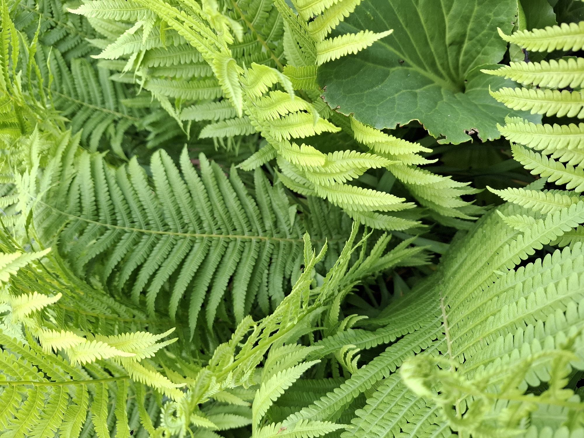 The image shows a close-up view of ferns and broadleaf foliage. The scene is dominated by various shades of green, with the fern fronds exhibiting a feathery texture. A broadleaf plant with a smooth, dark green surface is visible. The location, Khlevnoye, Russia, is stated in the prompt but cannot be verified from the visual data alone. No people, actions, or interactions are visible.