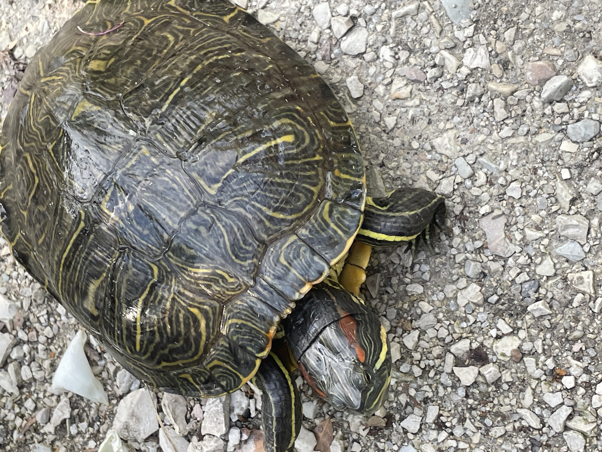 A red-eared slider turtle is situated on a gravel surface. The turtle's shell is dark with yellow markings. The gravel is light gray and consists of small, irregularly shaped stones. The location is not discernable from the provided image.