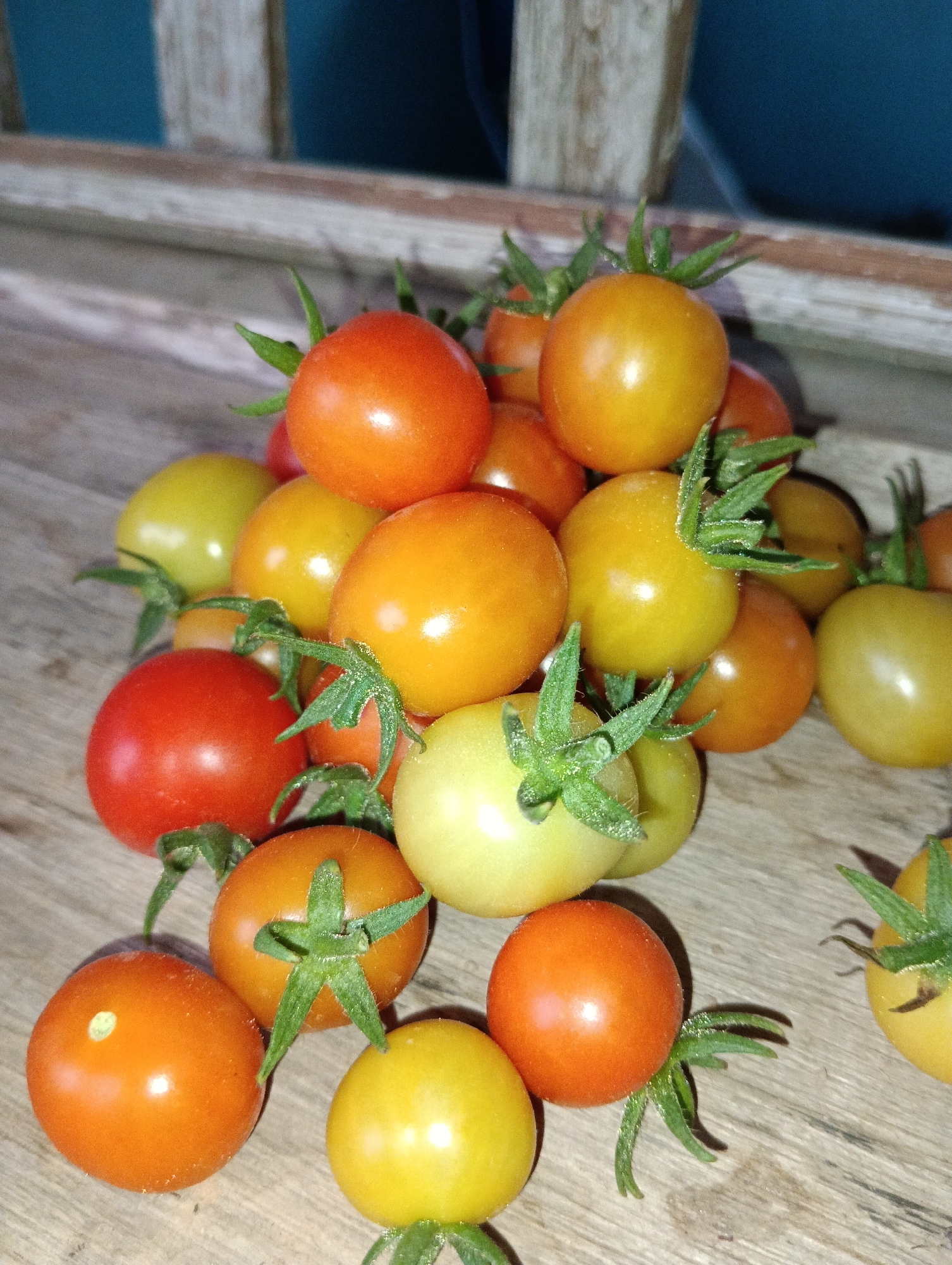 A pile of ripe cherry tomatoes of various colors, including red, orange, and yellow, are scattered on a rustic wooden surface. Some tomatoes are still attached to their green stems and leaves. In the background, a portion of a wooden slatted structure is visible against a dark blue backdrop. The lighting is slightly dim, highlighting the smooth, glossy texture of the tomatoes. The location is Pematang Jaya, Indonesia.