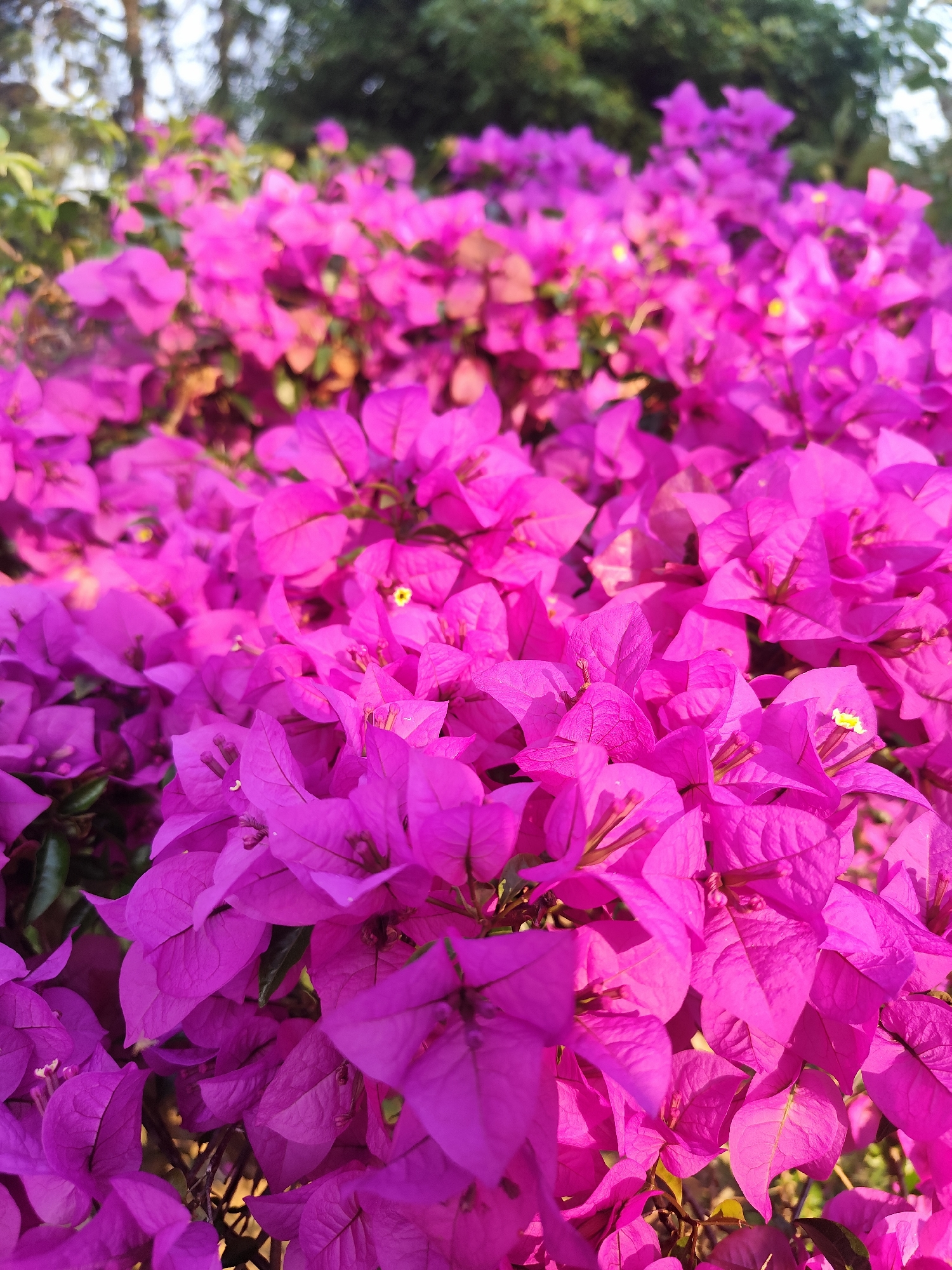 A close-up photograph displays a dense cluster of vibrant fuchsia-colored bougainvillea flowers, situated in Da Lat, Vietnam. The foreground and midground are entirely filled with the floral bracts, each featuring a prominent magenta hue, visible leaf venation, and a small, pale yellow true flower at its center. Direct sunlight illuminates the blooms, emphasizing their color and texture. The upper background shows blurred green foliage and indistinct brighter areas, indicating an outdoor, natural environment. No people, objects other than the plants, or actions are depicted.