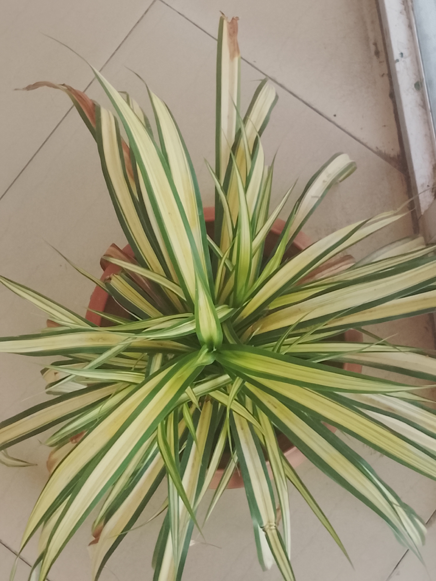 An overhead shot shows a spider plant in a reddish-brown pot sitting on a tiled floor. The plant has long, slender leaves with green and white stripes, radiating out from the center. Some leaf tips are brown and appear to be drying out. Part of what looks like a wall or door frame is visible on the right side. The location and city are not discernible from the visual information provided in the image.