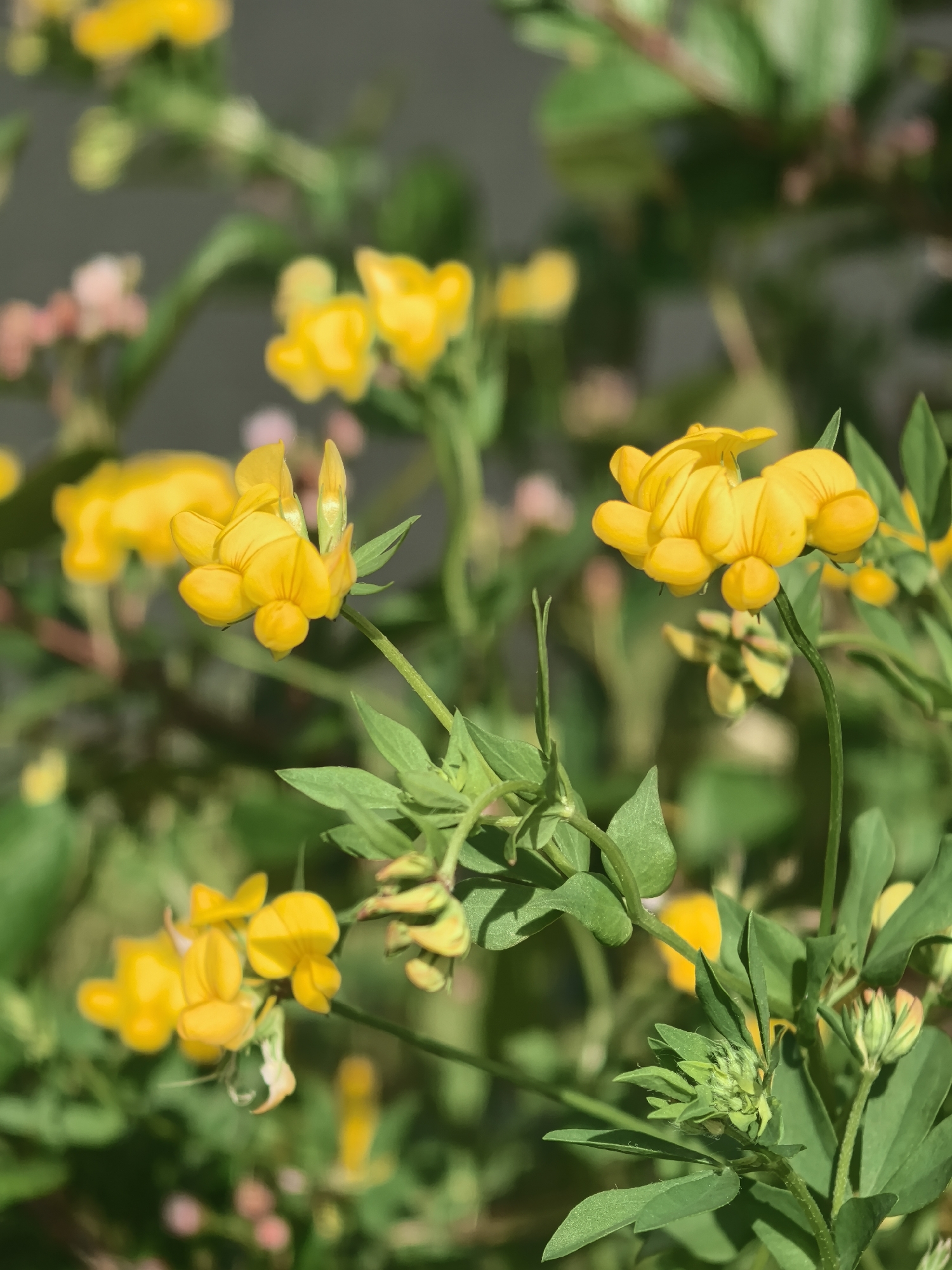The image shows a cluster of vibrant yellow flowers, possibly Birdsfoot Trefoil, set against a backdrop of green foliage and out-of-focus elements that suggest an outdoor, natural setting. The close-up shot focuses on the detail of the flowers and leaves, highlighting the plant's structure and color. The image does not provide information on the exact location, people, actions, or interactions.