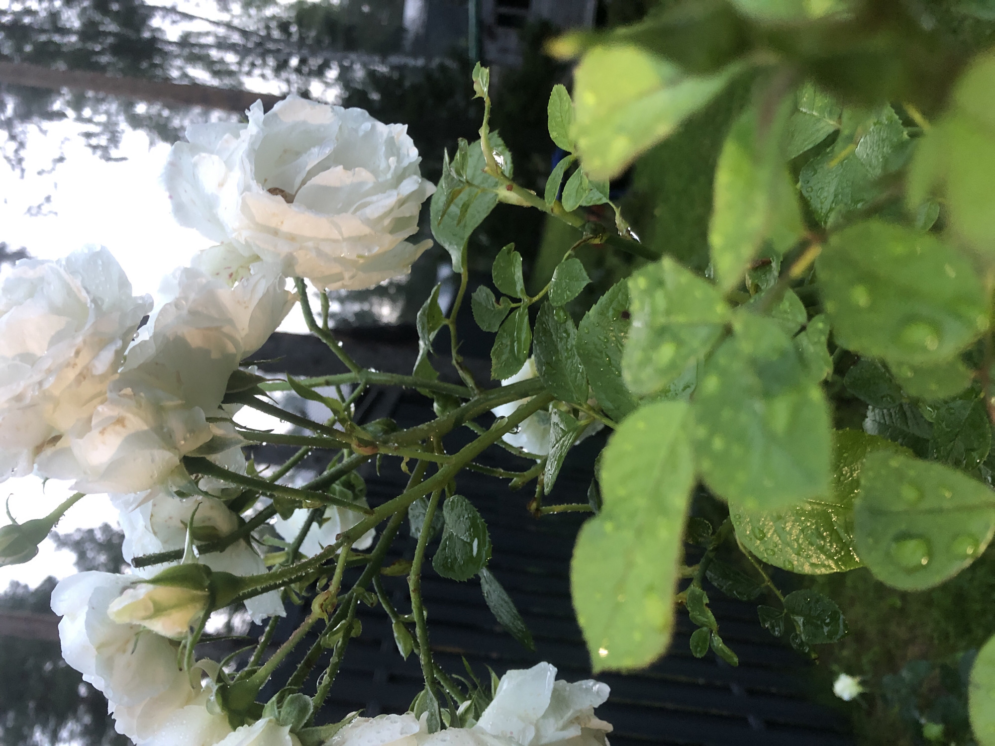 A close-up shot captures a cluster of white roses after a rain shower, with water droplets visible on the petals and green leaves. The roses are on a stem with thorny branches. The background is blurred, showing a dark wooden fence, trees, and a hint of a building, suggesting an outdoor setting possibly in a garden. The overall lighting suggests it's either early morning or late afternoon. The location is specified as Arfa, Russia, though no specific landmarks or street views confirm this. No people are present in the image.