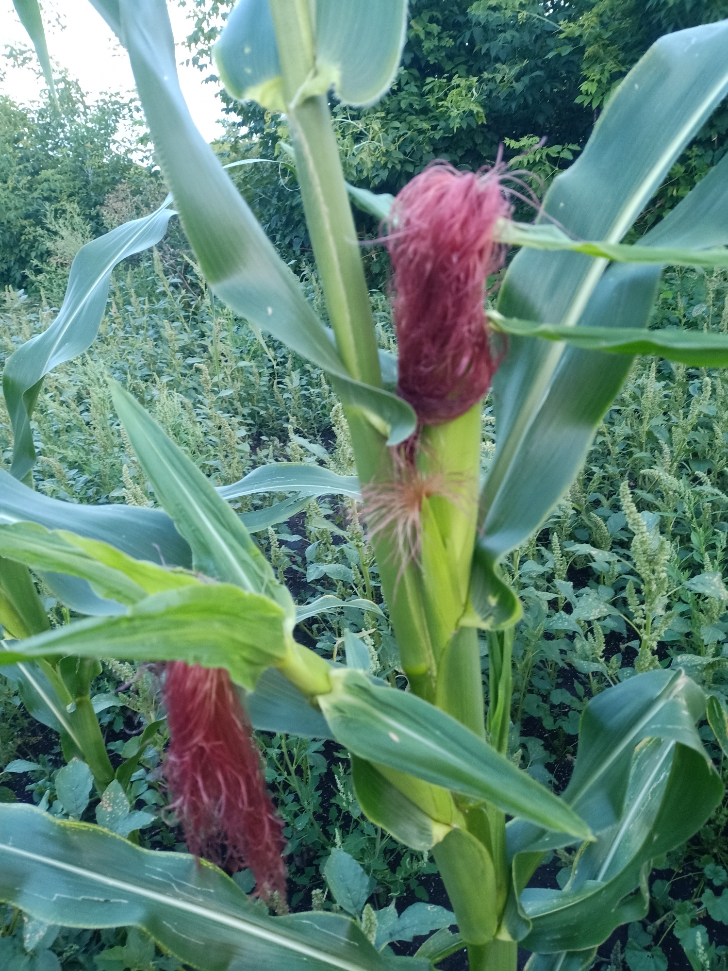 A close-up, vertical outdoor shot focuses on a corn plant with two developing ears of corn. The corn stalks and large green leaves dominate the foreground, with the ears of corn, each adorned with a reddish-pink silk, emerging from them. The leaves are a vibrant green, some appearing slightly wilted or curled. In the background, out of focus, is a dense growth of smaller, lighter green plants, suggesting a field or garden. The overall impression is one of lush, natural growth. The image is situated in the rural setting of Қатаркөл ауылдық округі, Kazakhstan, likely a farm or agricultural area given the presence of the corn.
