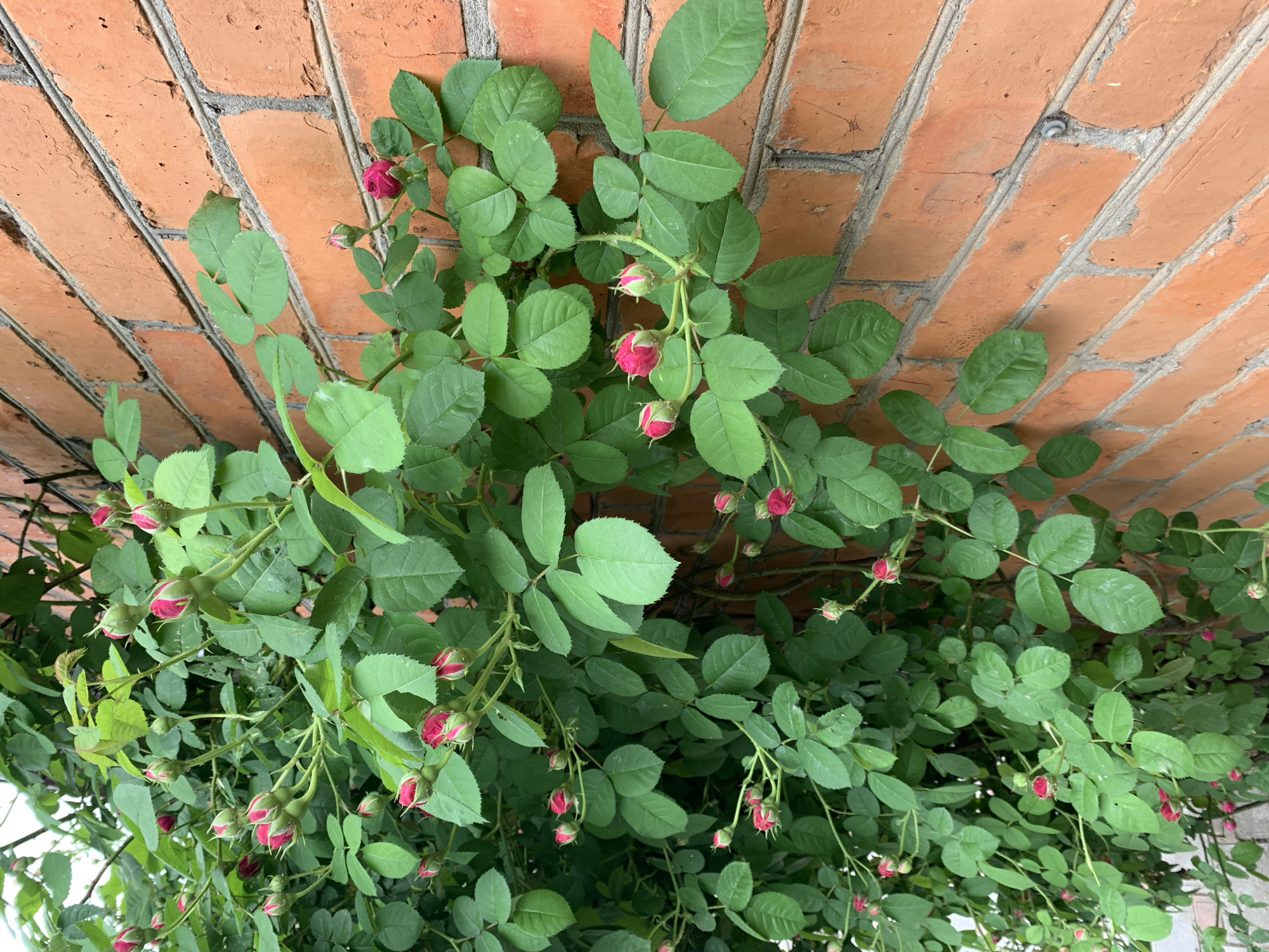 The image shows a brick wall covered with a climbing rose bush. The rose bush has numerous green leaves and several small, unopened rose buds with a pinkish-red color. The brick wall is red-orange with gray mortar. The location is Unknown, Unknown.
