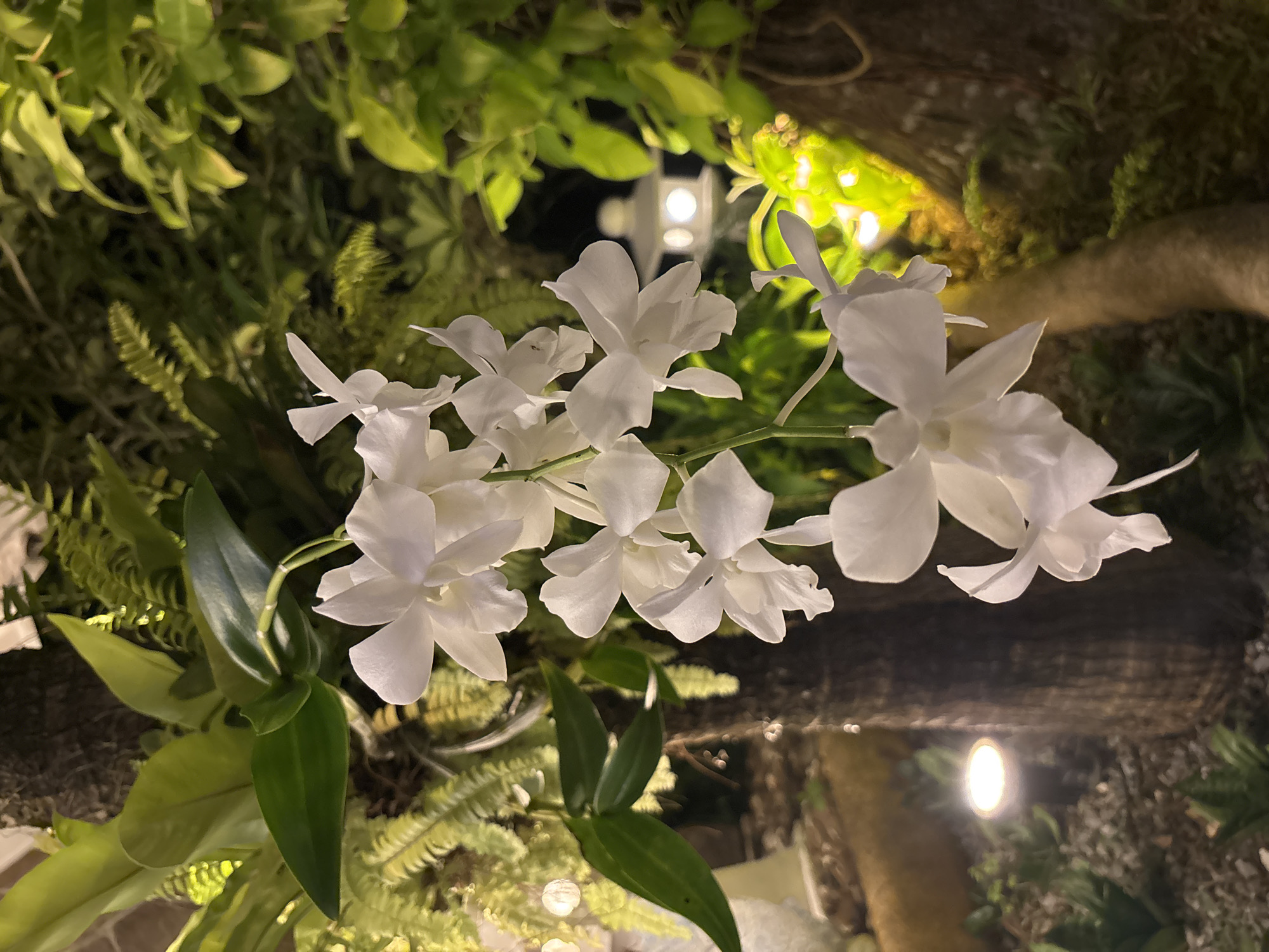A close-up shot captures a spray of delicate white orchids blooming against a backdrop of lush green foliage and a dark, textured tree trunk. The lighting is warm and ambient, with soft glows emanating from hidden lights within the plants and a distant, illuminated oriental-style lantern. The foreground is dominated by the intricate details of the orchid petals, their pure white contrasting with the darker greens and browns of their surroundings. The overall impression is one of serene natural beauty, possibly within a garden or a thoughtfully landscaped outdoor space. While the exact location in Chalong, Thailand, is not explicitly shown, the tropical flora and the presence of the lantern suggest a Southeast Asian setting. There are no people or identifiable actions in the frame.