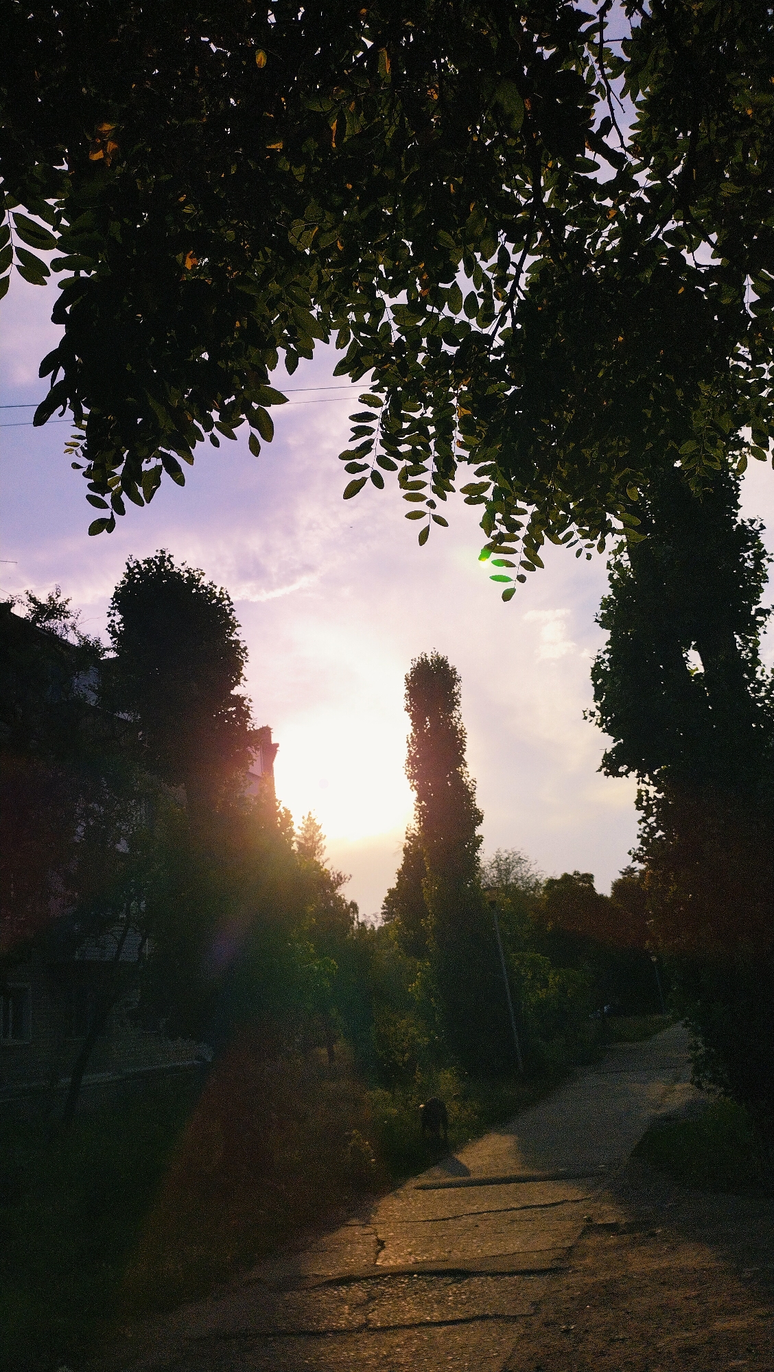 The image depicts a street scene in Horishni Plavni, Ukraine, at sunset. Tall trees with dark green foliage dominate the foreground, their branches framing the sky. A sliver of a building, partially obscured by trees, is visible on the left. The sky is a soft purple and pink, with wisps of clouds. The sun is low on the horizon, casting a warm, golden light that creates lens flare and highlights the scene. A cracked asphalt path leads away from the viewer, bordered by dense vegetation. A solitary figure, likely a dog, walks away from the camera on the path. The overall atmosphere is serene and tranquil, capturing the beauty of a Ukrainian sunset.