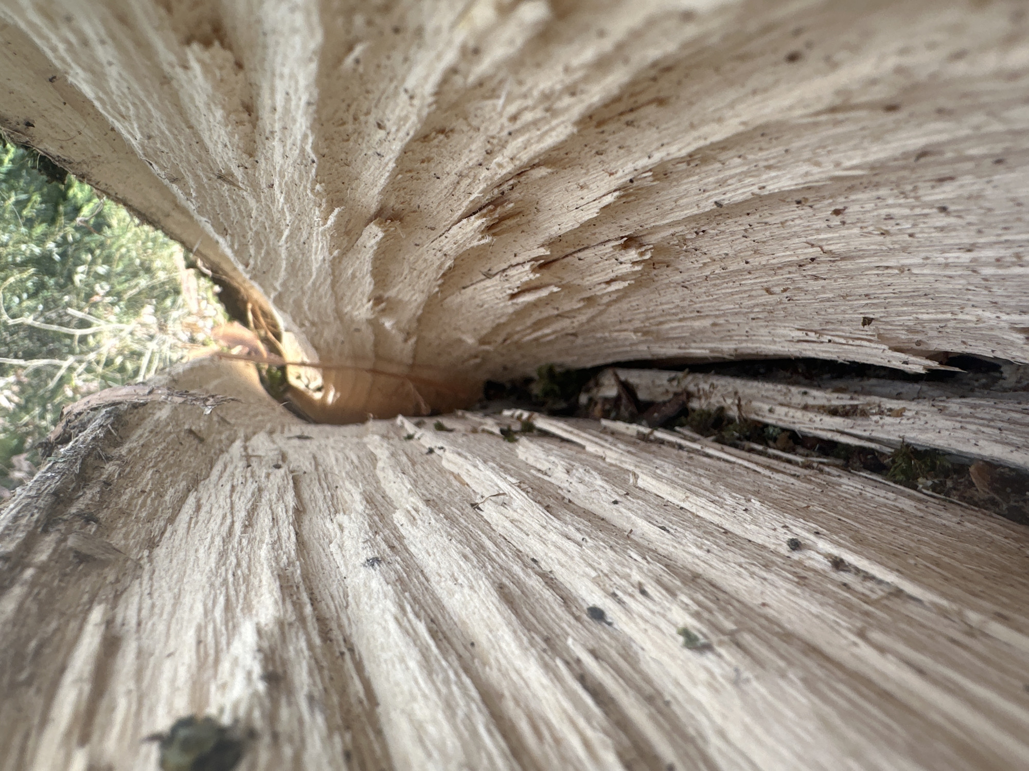 The image shows a close-up view of a large, split log, likely from a fallen tree. The interior of the log is exposed, revealing rough, splintered wood with visible grain patterns. The texture is coarse and fibrous, with small dark specks embedded in the wood. There are also small patches of green moss visible in the crevices of the split. The background is blurred, but suggests an outdoor environment with green foliage and sunlight filtering through. The perspective is low, looking up into the split of the log. There are no people or discernible human activity in the image. The scene is devoid of any specific landmarks that would place it in Minsk, Belarus, or any other city.