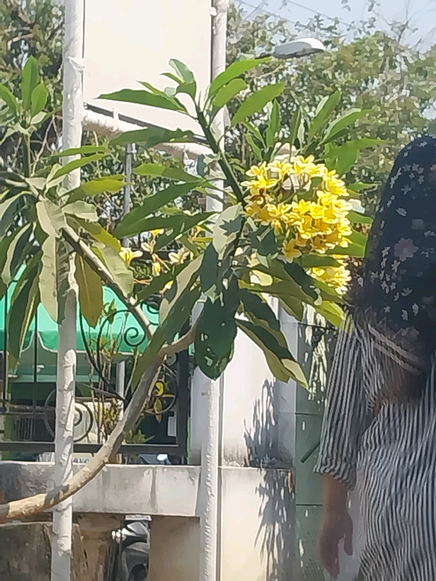 In Nglegok, Indonesia, a woman wearing a black and white striped dress and a dark headscarf stands partially visible on the right side of the frame. She is facing away from the camera, towards the left. In the foreground, a tree with bright yellow flowers and green leaves is prominent. The tree has thick branches, one of which extends across the lower center of the image. Behind the woman and the tree, various elements of the environment are visible, including white poles, a green awning, a black fence with a decorative swirl, and lush green foliage. The background suggests an outdoor setting, possibly a garden or yard, with a lamppost visible above the trees. The overall lighting indicates it is daytime.