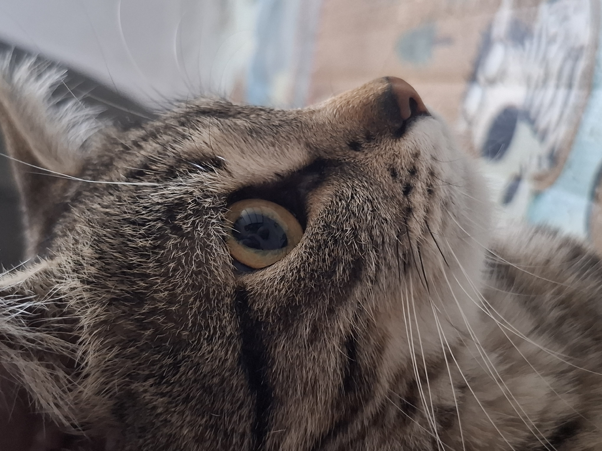 The image is a close-up, low-angle, eye-level shot of a tabby cat's face. The cat is looking upwards, and its eye is a prominent feature, with a golden iris and a dark pupil. The fur is a mix of brown and black stripes, with some white whiskers. The background is out of focus, but appears to be a patterned fabric or blanket in muted colors. The lighting suggests it is daytime, possibly indoors. The cat's expression appears calm or curious. There is no visible text in the image. The location context is Homyel, Belarus.