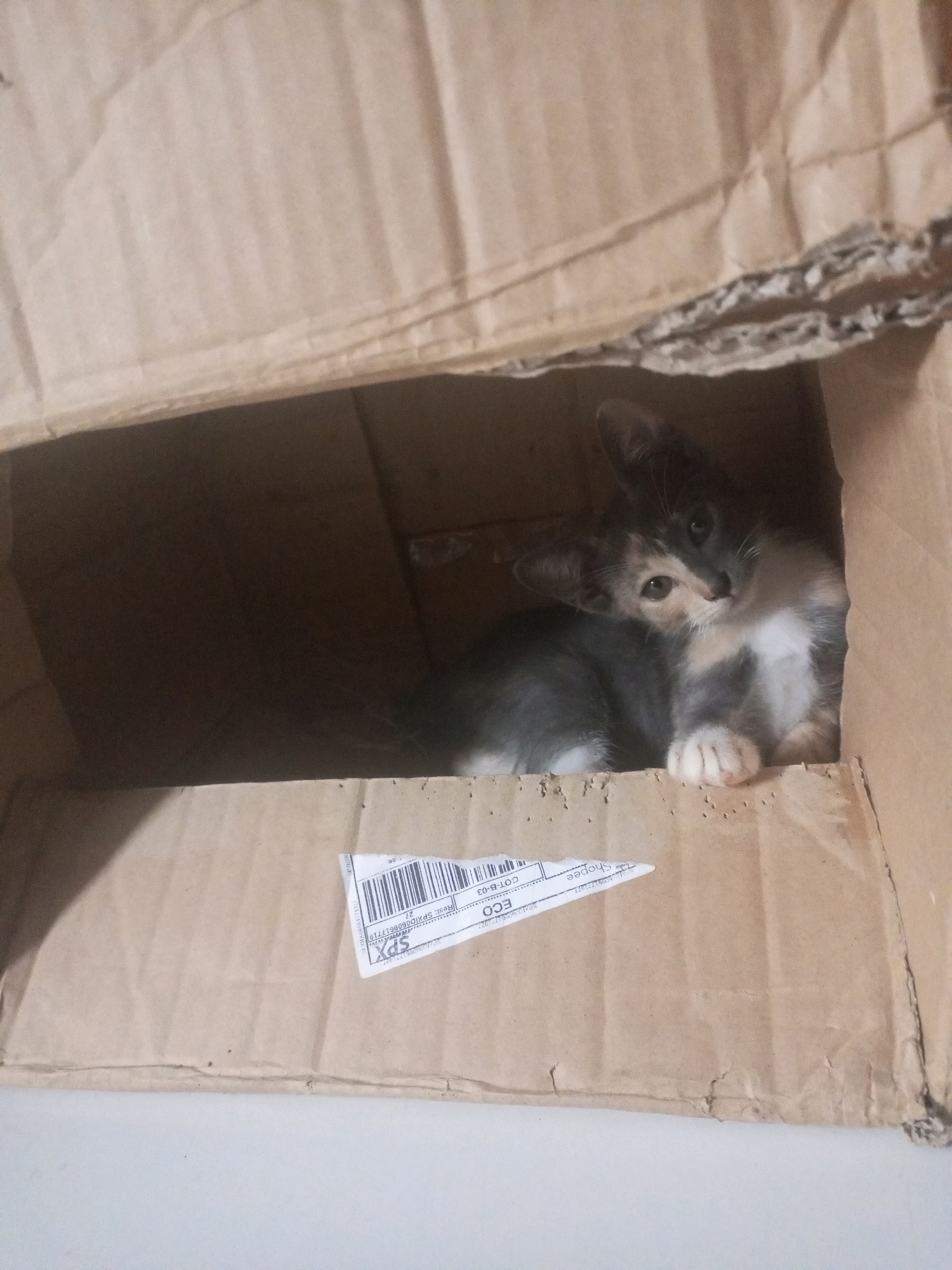 A dilute calico kitten is nestled inside a cardboard box. The kitten, which has patches of grey, white, and tan fur, is looking at the camera with its head tilted. Its front paws are resting on the edge of the box. A shipping label is attached to the inside of the box, partially obscured by the kitten. The box is made of corrugated cardboard and appears to be used. The background is out of focus, but suggests an indoor environment with a plain surface below the box. The image's lighting suggests it was taken indoors, possibly at night or in a dimly lit room. The image is taken from a slightly high angle, looking down into the box. There is no indication of the kitten's location in Kurungannyawa, Indonesia.