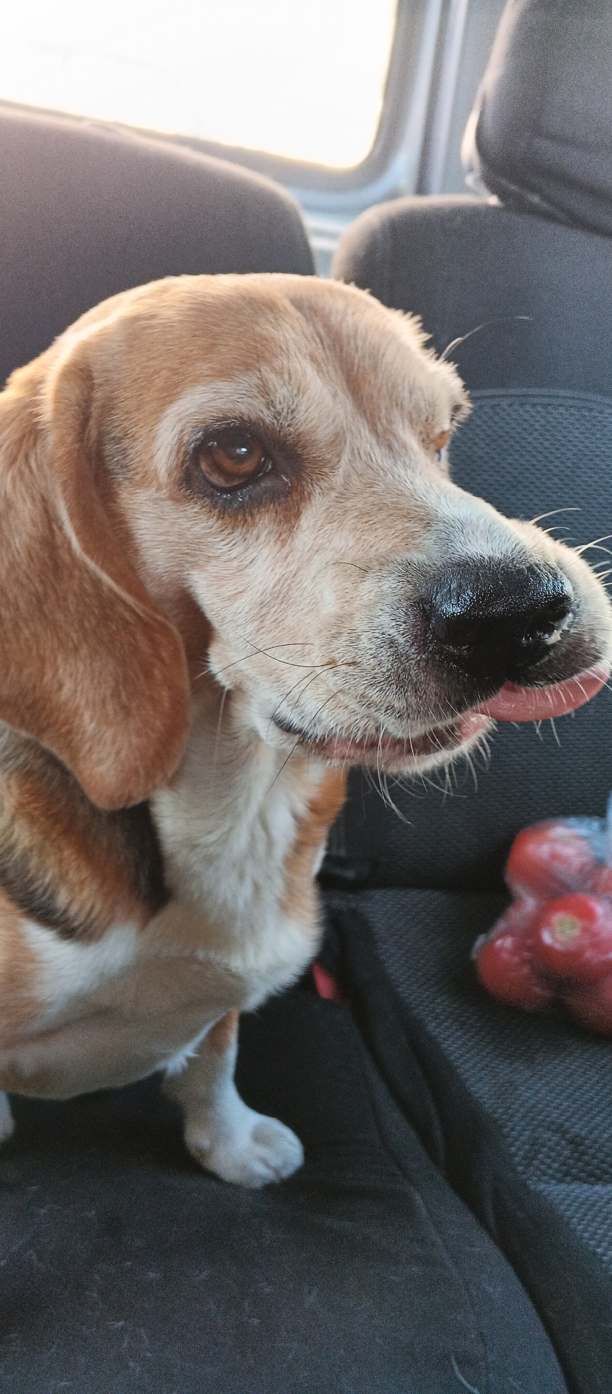 A medium shot captures a close-up of a beagle dog's face as it sits in the passenger seat of a vehicle. The dog has brown and white fur, with floppy ears and a black nose. Its tongue is slightly out, as if it is tasting something. In the background, a plastic bag containing several red tomatoes is visible. The dog is sitting on a dark fabric seat. The scene is dimly lit, suggesting it may be daytime. The location is not specified in the image.