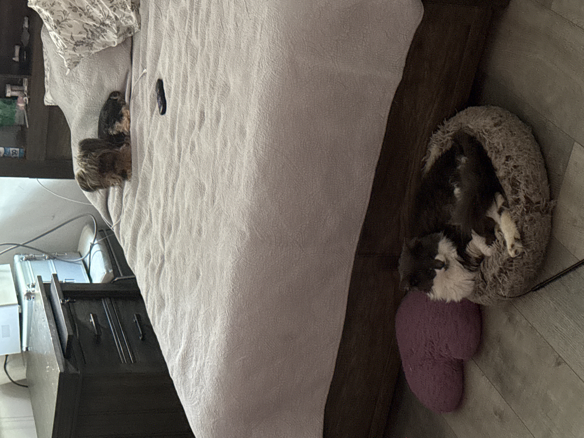 In Bellmore, New York, a domestic indoor scene is depicted. A bed with a textured light-colored comforter dominates the frame. On the bed, two small dogs are present: one with shaggy brown and black fur sits near a pillow, and another, likely a Yorkshire Terrier, is lying down. A black remote control rests on the comforter. To the left of the bed, a dark wood nightstand with drawers is visible, with some items on top including what appears to be a portable cooler. On the floor in the foreground, a fluffy cat with black and white fur is resting in a round pet bed. A purple heart-shaped pillow is situated next to the cat's bed. The flooring is a light-colored laminate.