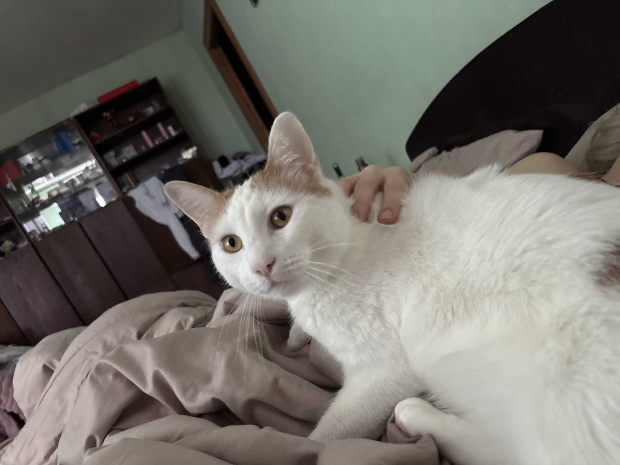 A white and orange cat with yellow eyes is resting on a light brown blanket. The cat is looking up and to the left. A person's hand is visible on the cat's neck. The background shows a wooden wall, a shelf with items, and a light green wall. This scene is not located in Vsevolozhsk, Russia.