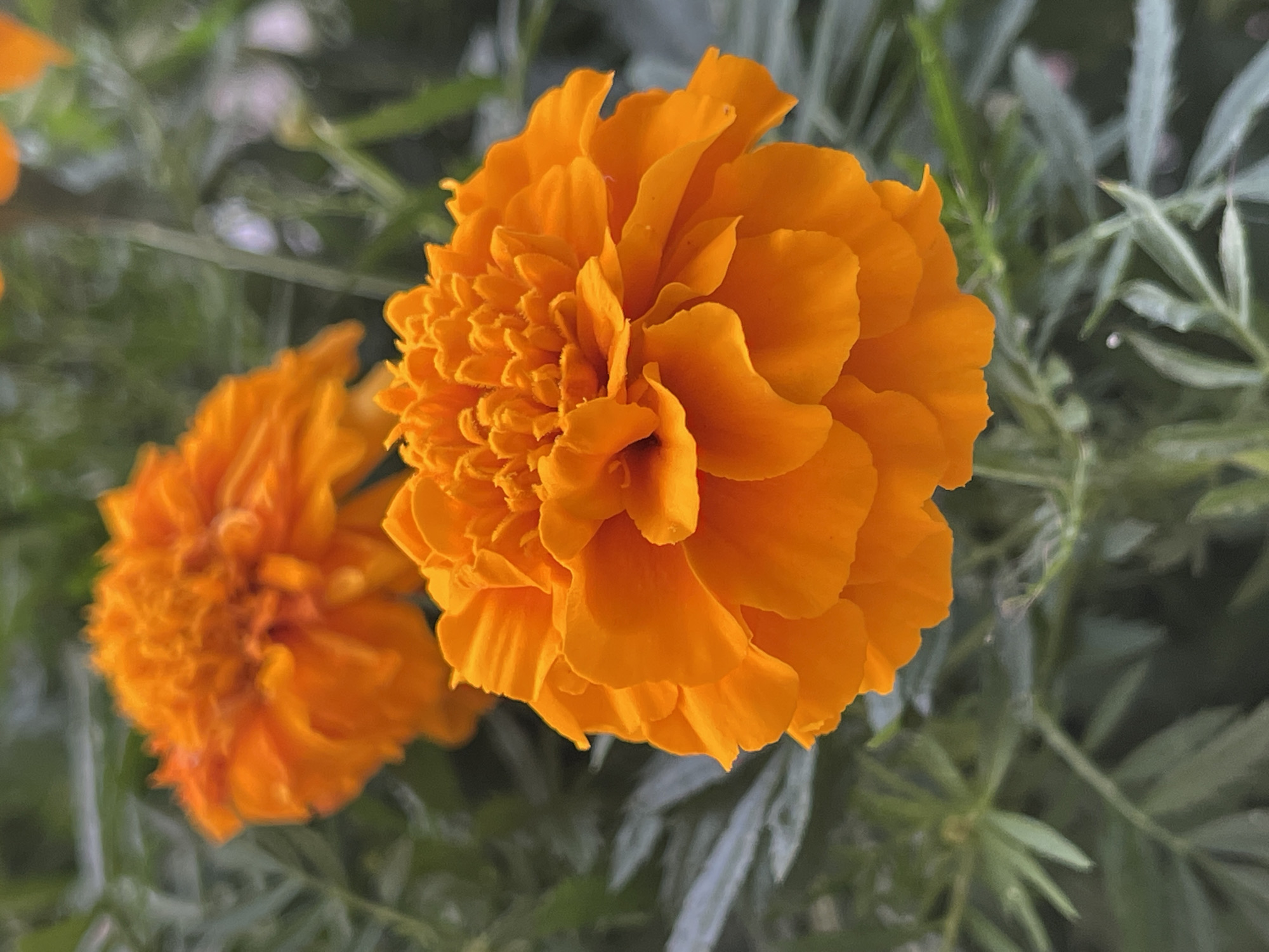 A close-up, high-angle shot shows two bright orange marigolds in focus, with a third marigold blurred in the background. The flowers have many petals, layered and ruffled, creating a dense, textured appearance. The foreground marigold is positioned on the right side of the frame, its petals radiating outwards. The background marigold is slightly to the left and further back, also in bloom. The surrounding foliage is a deep green, providing a contrasting backdrop to the vibrant orange of the flowers. The image appears to have been taken outdoors, likely in a garden or park setting within the city of Svetlogorsk, Russia. The lighting suggests natural daylight.