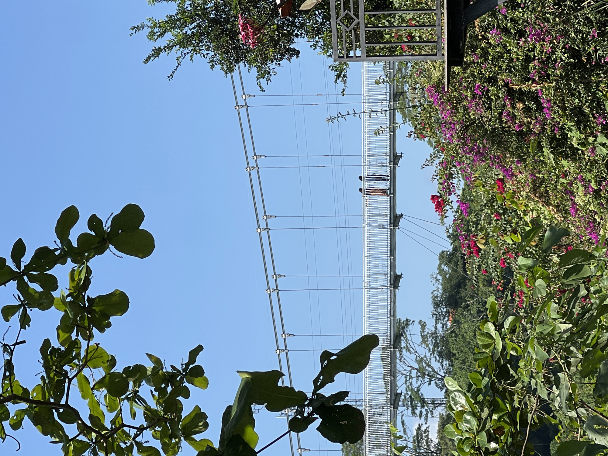 In Sukawati, Indonesia, two individuals walk across a suspended pedestrian bridge. The bridge is constructed with a white metal railing and is supported by numerous cables. The foreground of the image is dominated by lush green foliage, with large leaves and smaller branches framing the view. Pink and purple bougainvillea flowers are abundant, creating a vibrant contrast with the greenery. In the background, a dense canopy of trees extends across a rolling landscape under a clear blue sky. The scene appears to be a scenic overlook or park area, offering a pathway through a natural environment.