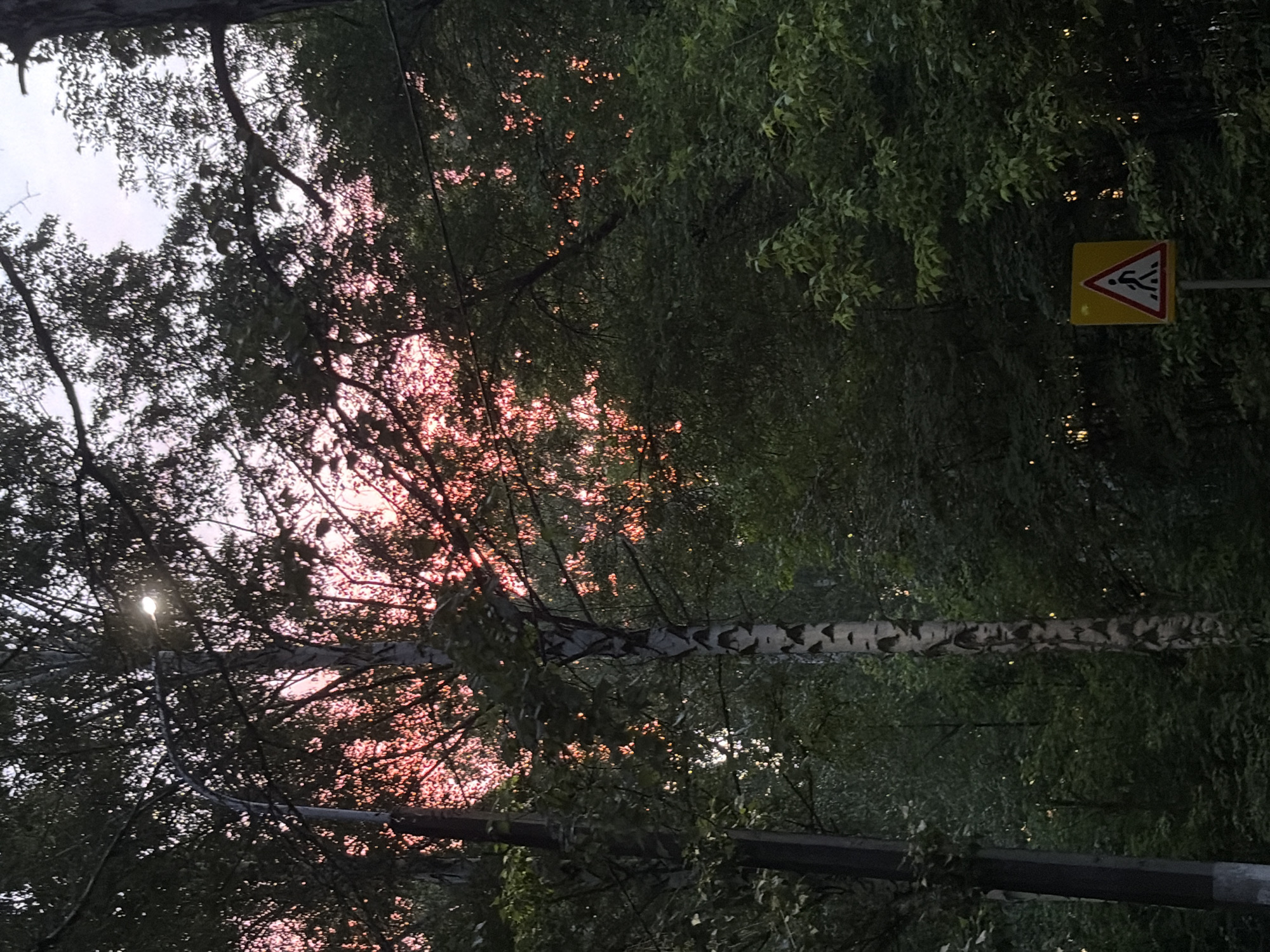 The image, taken with a vertical orientation, captures a scene dominated by dense tree foliage, likely viewed from below a canopy. The time of day appears to be either sunrise or sunset, as warm, pinkish-orange light filters through the leaves on the left side of the frame, creating bright highlights. A prominent birch tree trunk, recognizable by its white bark with black markings, runs horizontally across the middle of the image.
On the right side, a yellow triangular road sign with a black border is partially visible amongst the green leaves. The sign features a black pictogram depicting multiple stick-figure people, which is commonly used to indicate a warning for pedestrians, possibly a school crossing or an area with many pedestrians. A very bright, almost lens-flare-like light source, presumably the sun, can be seen peeking through the branches on the far left. The rest of the foliage is a darker green, casting shadows and creating a contrast with the illuminated sections. A dark, linear structure, possibly a fence or barrier, is present along the bottom edge of the image. No specific activity is taking place, and the scene emphasizes the interplay of light and shadow within a natural, treelined setting, with an indication of nearby infrastructure.