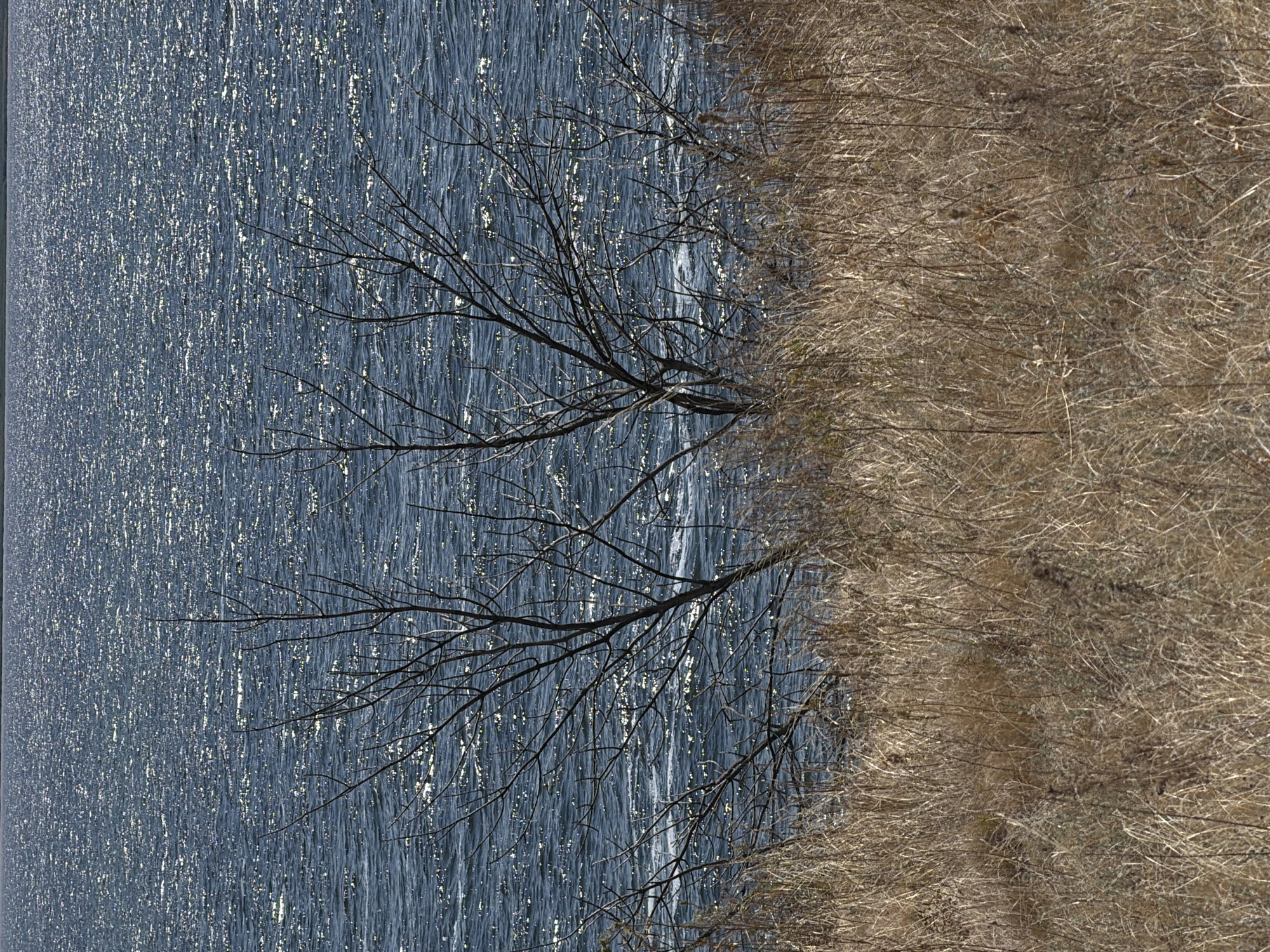 The image depicts a natural scene with a body of water in the background and dry grass in the foreground. The water appears to be a lake or river, with ripples and sunlight glinting off its surface, suggesting it is a sunny day. In the middle ground, a bare tree with thin branches stands out against the water. The foreground is filled with tall, dry, golden-brown grass, indicative of a late summer or autumn season. The location is identified as Kamyshin, Russia, though the specific context within the city is not apparent from the image alone. No people or explicit actions are visible.