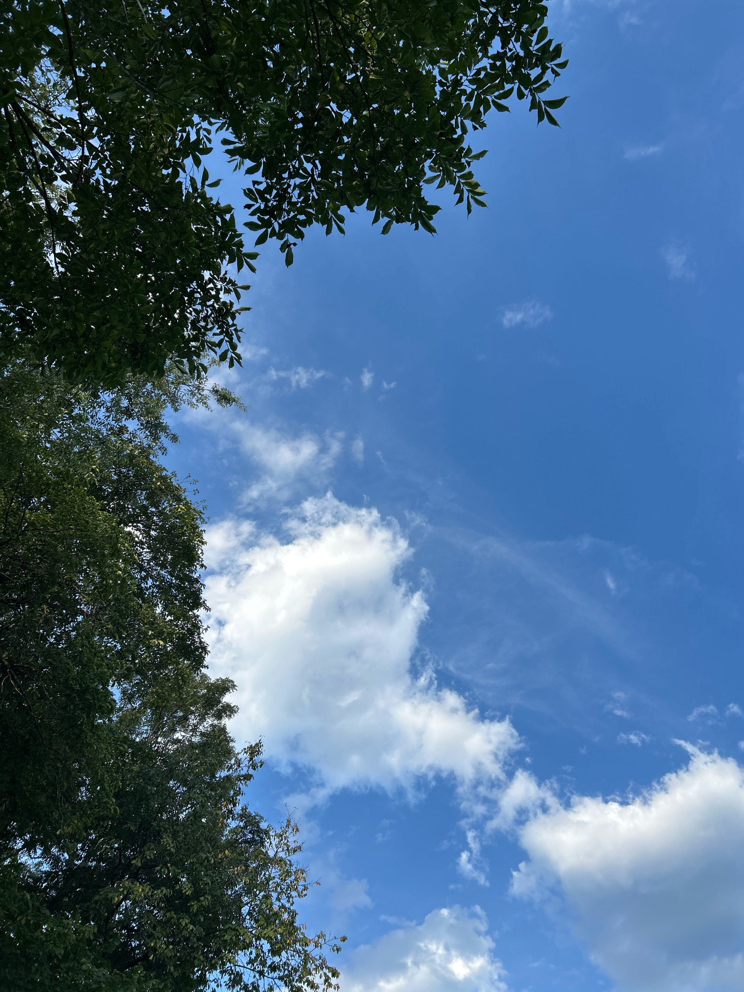 An eye-level, medium shot captures a clear blue sky partially obscured by the dark green leaves and branches of trees on the left side of the frame. Wispy white clouds are scattered across the sky, with a larger, brighter cloud formation near the center. The scene is set in Robinson Township, United States of America. There are no people or animals visible in the image.