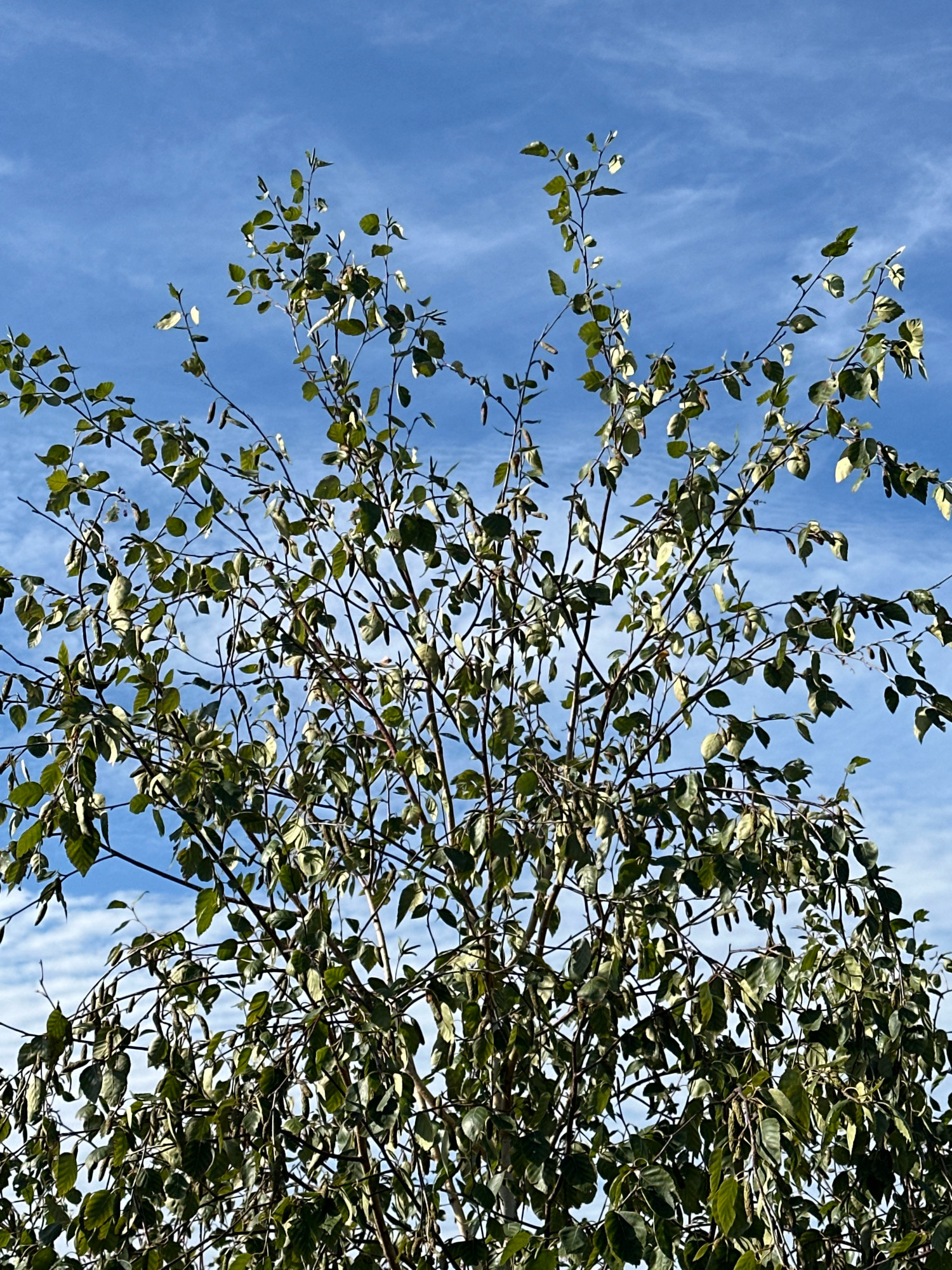 A low-angle shot captures the dense foliage of a tree against a bright blue sky, with thin white clouds streaking across. The tree branches, thin and dark, are laden with numerous green leaves, some appearing slightly wilted or lighter in color, suggesting late summer or early autumn. Catkins, characteristic of birch trees, hang from some of the branches. The scene is devoid of any human presence or urban elements, appearing to be a natural setting. The lighting suggests a clear day with the sun positioned overhead, casting minimal shadows within the tree canopy.