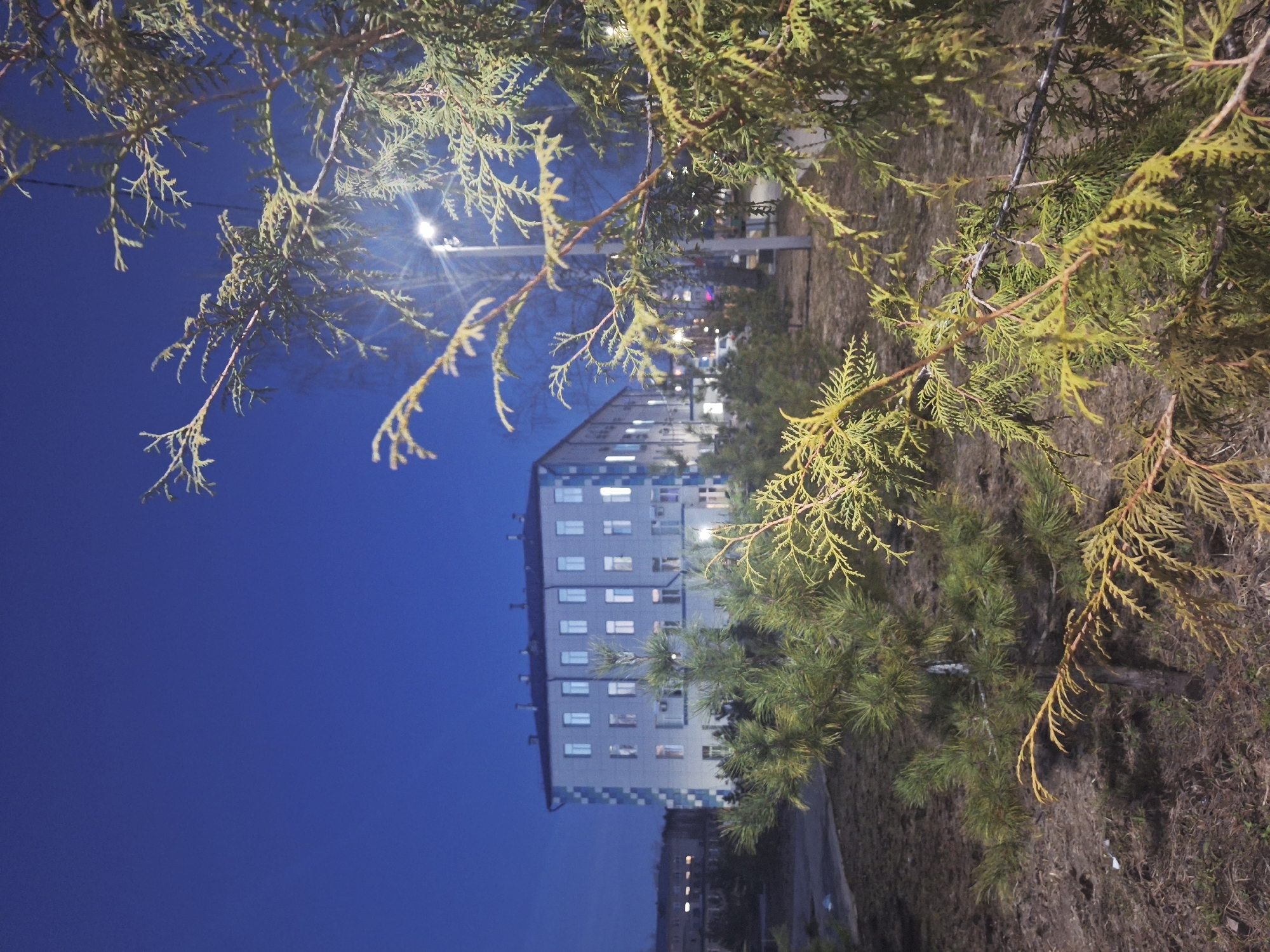 The image, taken at night, depicts a multi-story residential building in Chaikovsky, Russia. A street light illuminates the structure. The frame is partially obscured by branches and foliage from coniferous trees, suggesting the viewpoint is from a park or garden area. A paved road or sidewalk is visible near the building, with lights from other buildings suggesting an urban environment. The sky is a deep blue, characteristic of night.