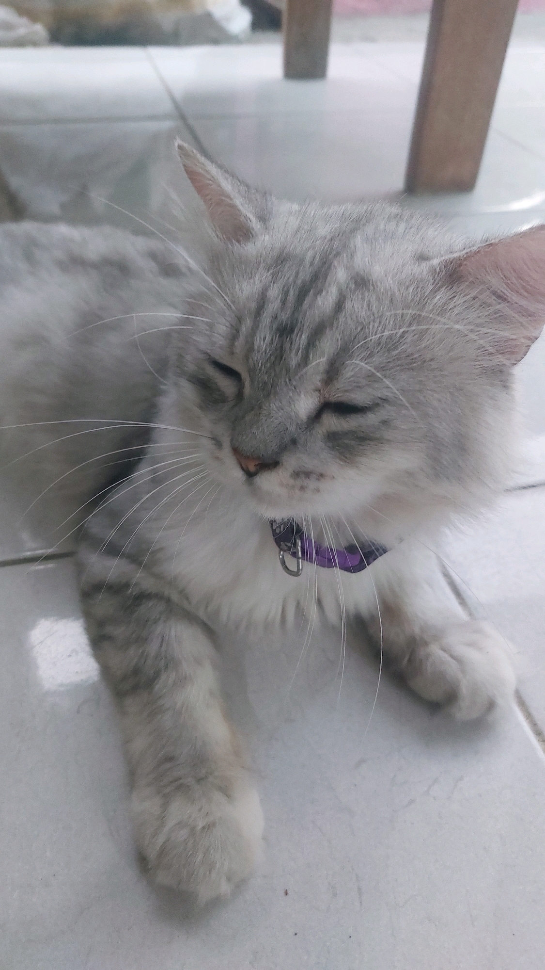 A medium shot captures a fluffy, silver-grey cat lying on a light-colored tiled floor. The cat's eyes are mostly closed, and its head is slightly tilted. It wears a purple collar with a silver tag. The cat's fur is long and soft, with darker grey tabby markings visible on its head and body. Its front paws are extended forward, resting on the floor. In the background, two wooden table legs are partially visible, suggesting an indoor setting. The lighting is neutral, illuminating the cat and its immediate surroundings. The image is focused on the cat. The location in Jatirogo, Indonesia is not discernible from the visual information provided.