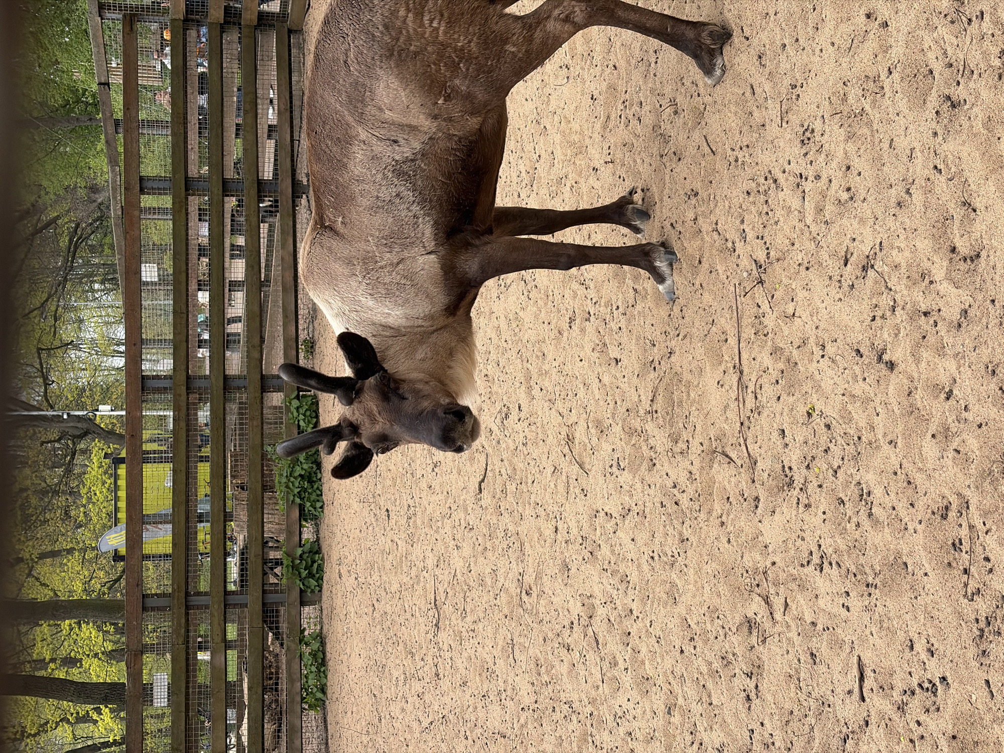 A tan-colored reindeer with small antlers stands on a sandy surface adjacent to a fence. The fence is constructed of vertical wooden slats attached to a wire mesh, and beyond the fence, there are trees and other vegetation. The scene is outdoors, likely in a zoo or wildlife enclosure, and appears to be brightly lit.